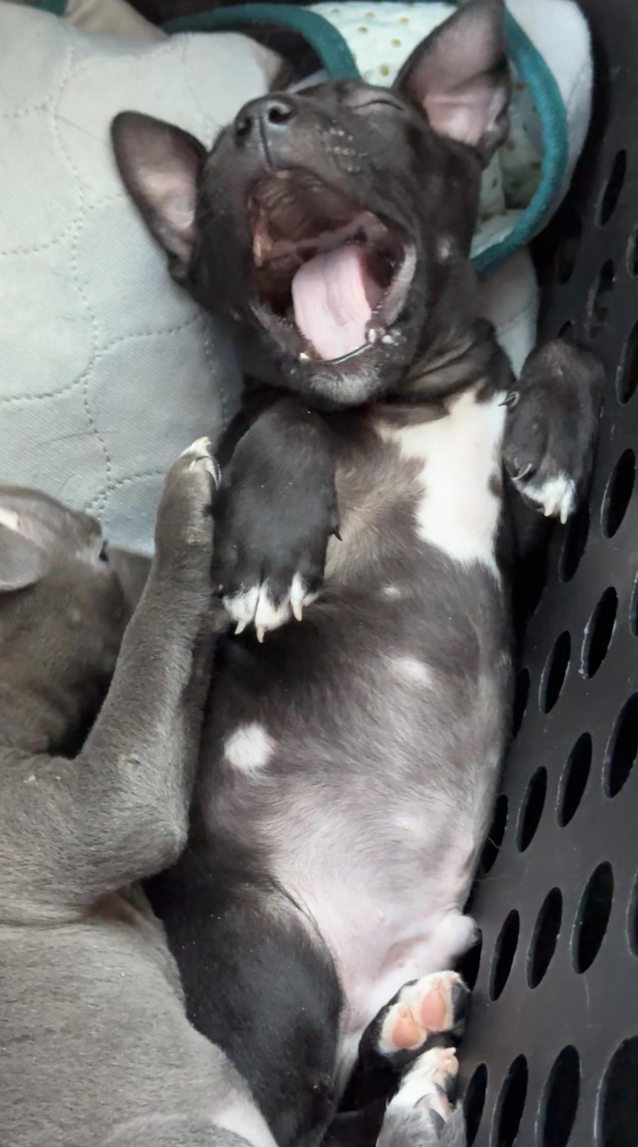 Sigma, Adopted, Young Male Pit Bull Terrier & American Staffordshire Terrier.