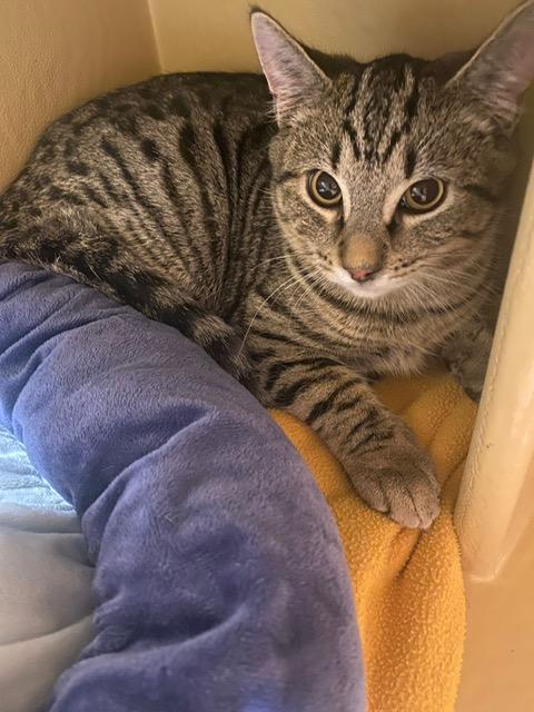 Pegasus, an adoptable Domestic Short Hair in BURNABY, BC, V3J 1N3 | Photo Image 1