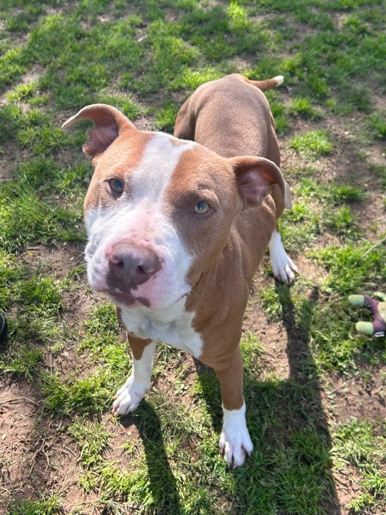 Enlarge Kane, a Adoptable mixed breed in Benton, AR image 5/6