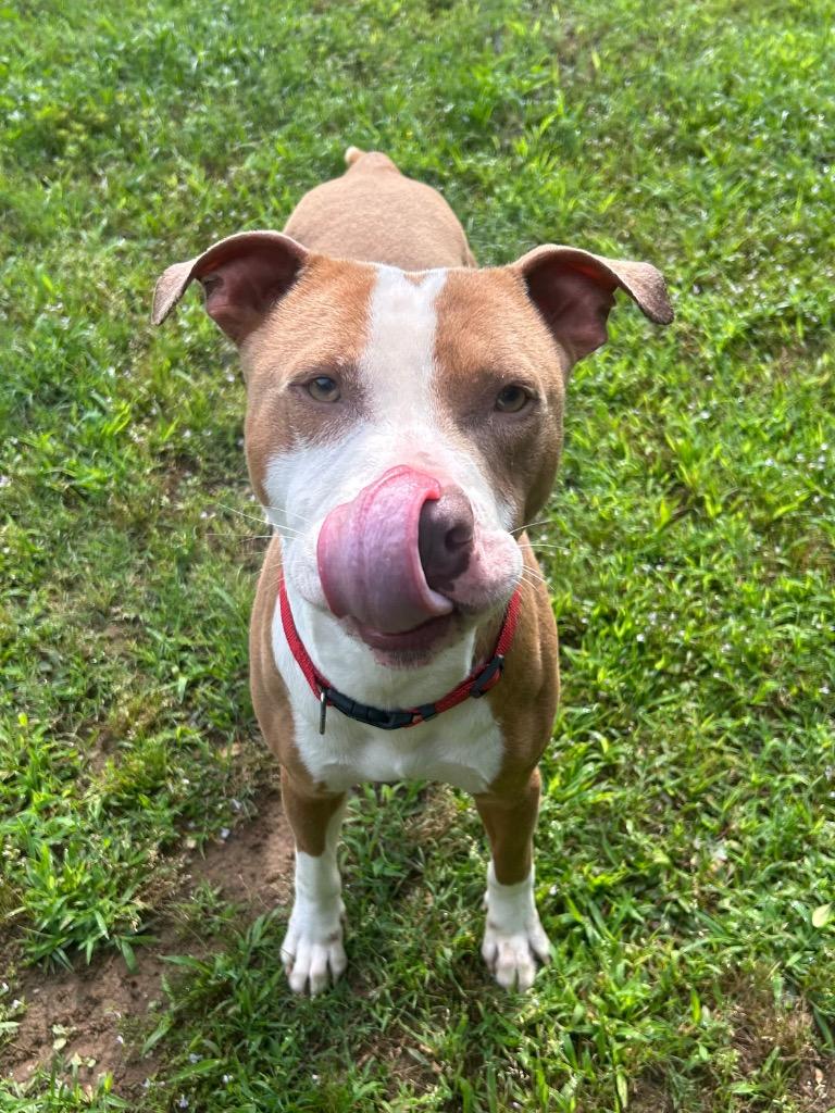 Enlarge Kane, a Adoptable mixed breed in Benton, AR image 6/6