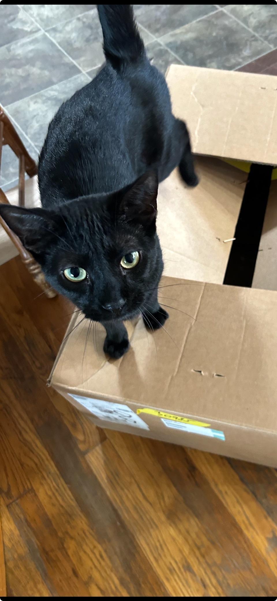 Enlarge Bahgeera, a Adoptable Domestic Medium Hair in Milton, PA image 1/2