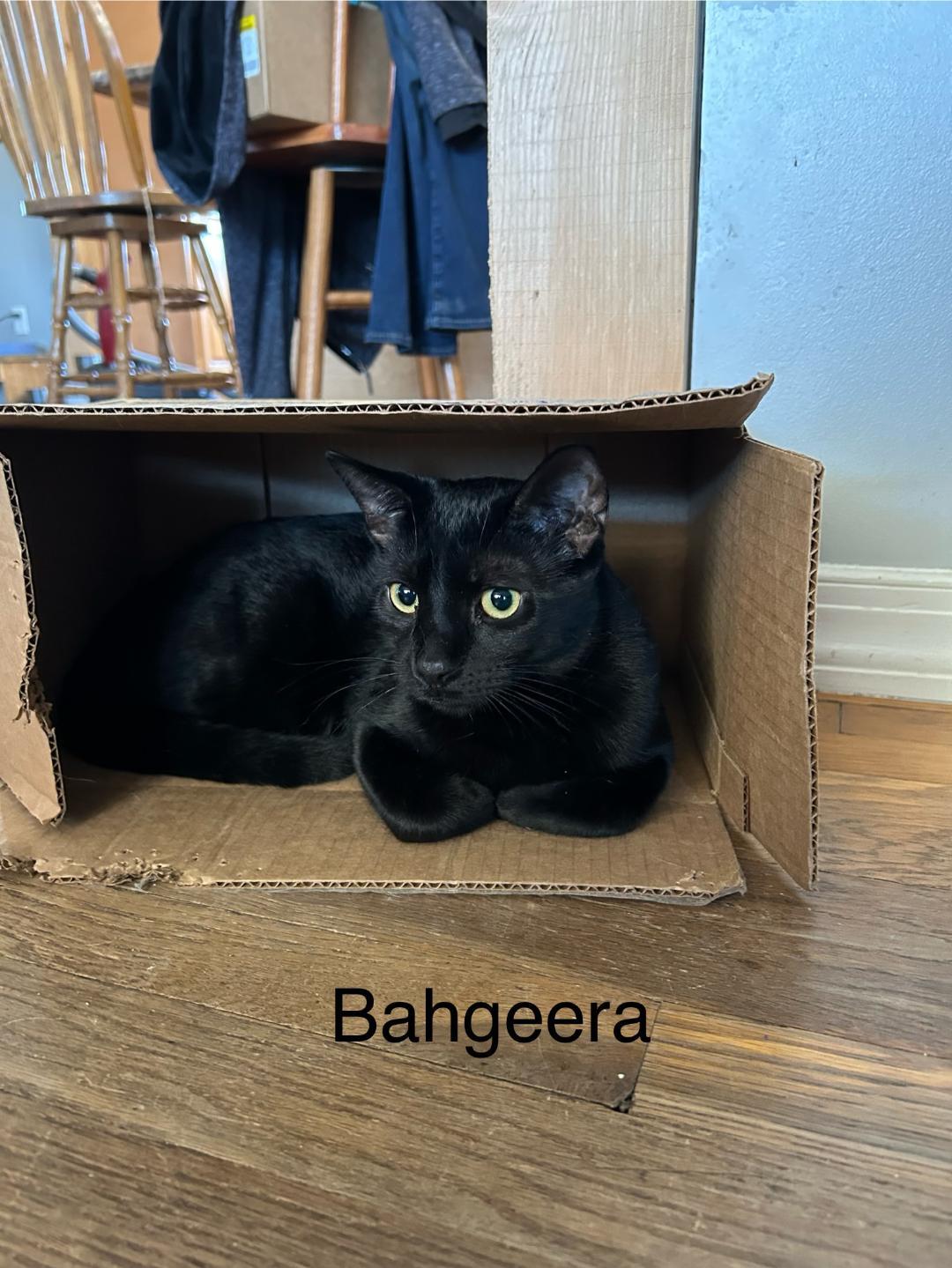 Enlarge Bahgeera, a Adoptable Domestic Medium Hair in Milton, PA image 2/2
