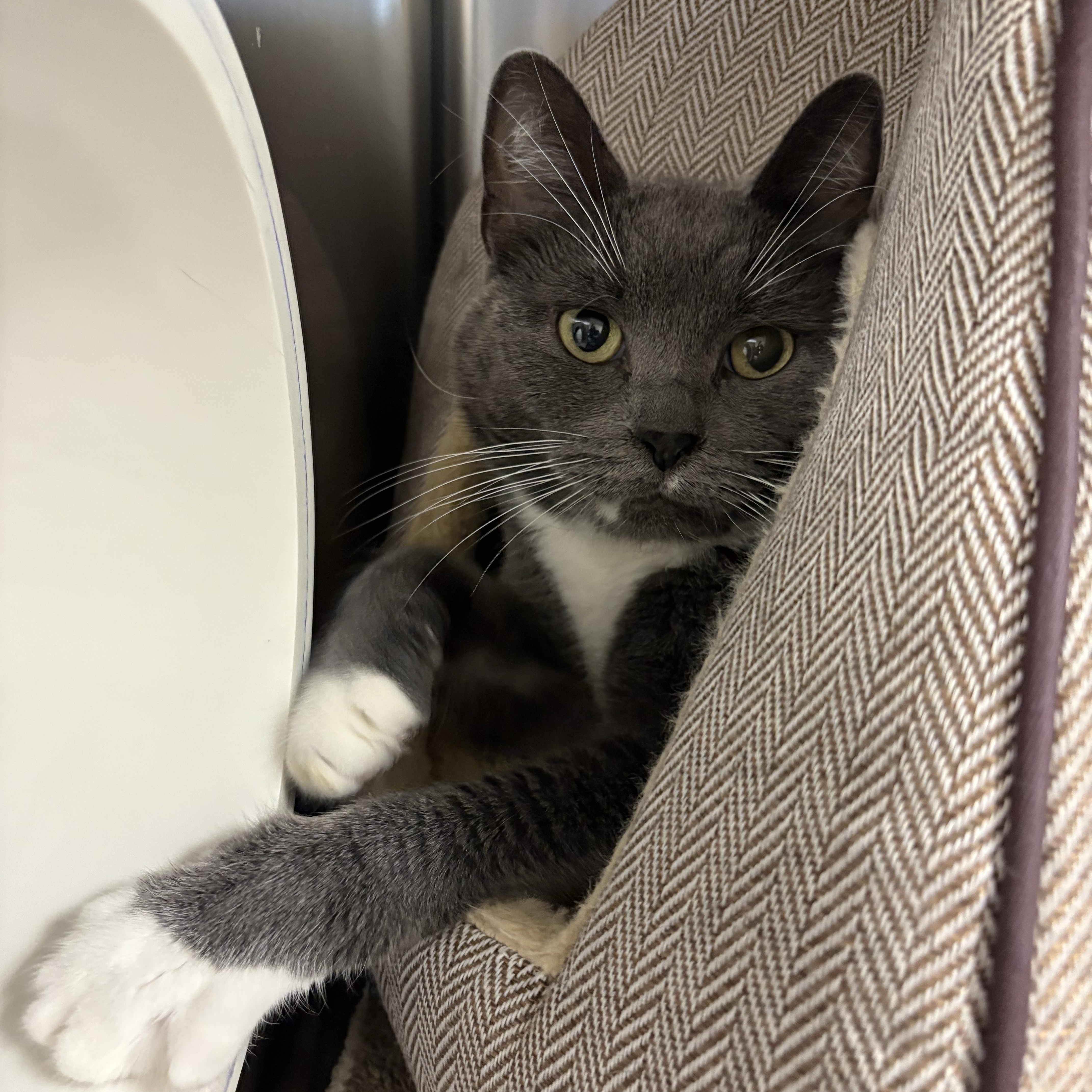 Dribble, ADOPTABLE, Senior Male Domestic Short Hair.