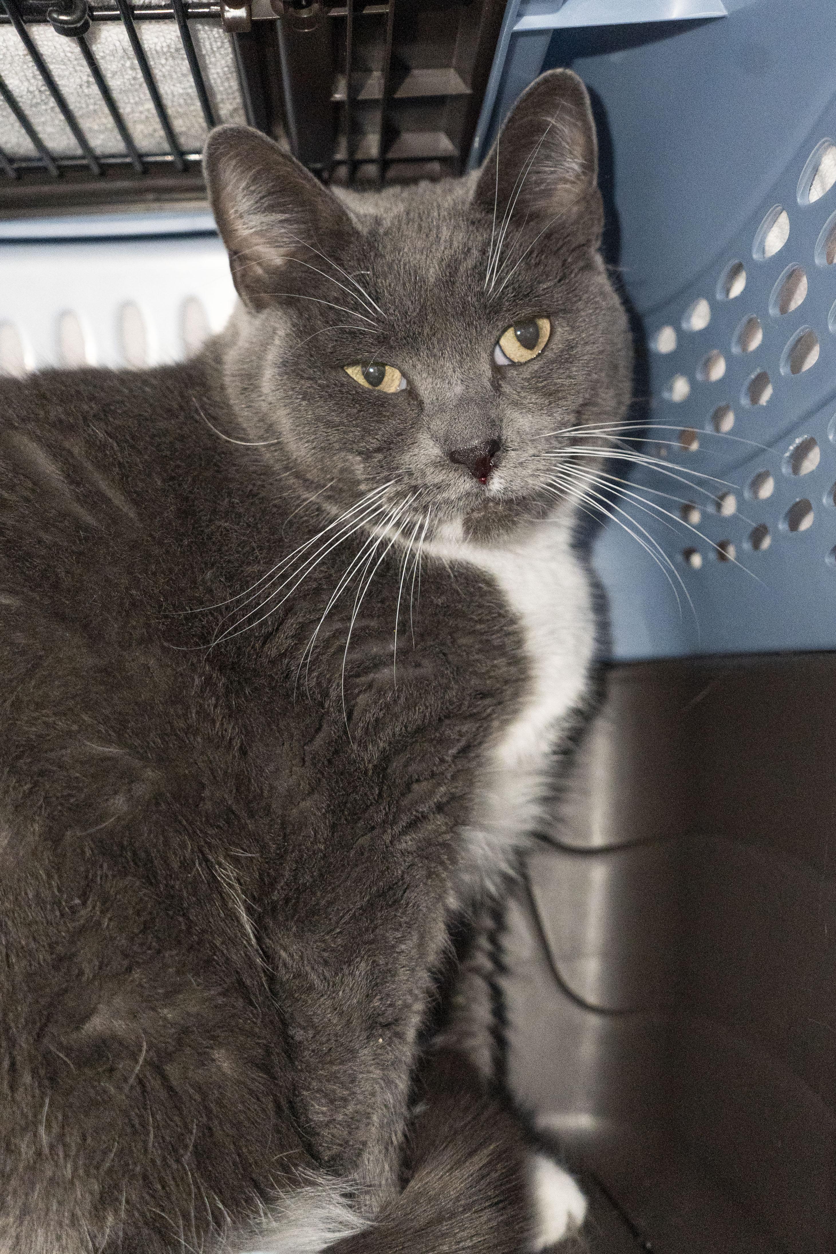 Enlarge Dribble, a ADOPTABLE Domestic Short Hair in Boise, ID image 1/1