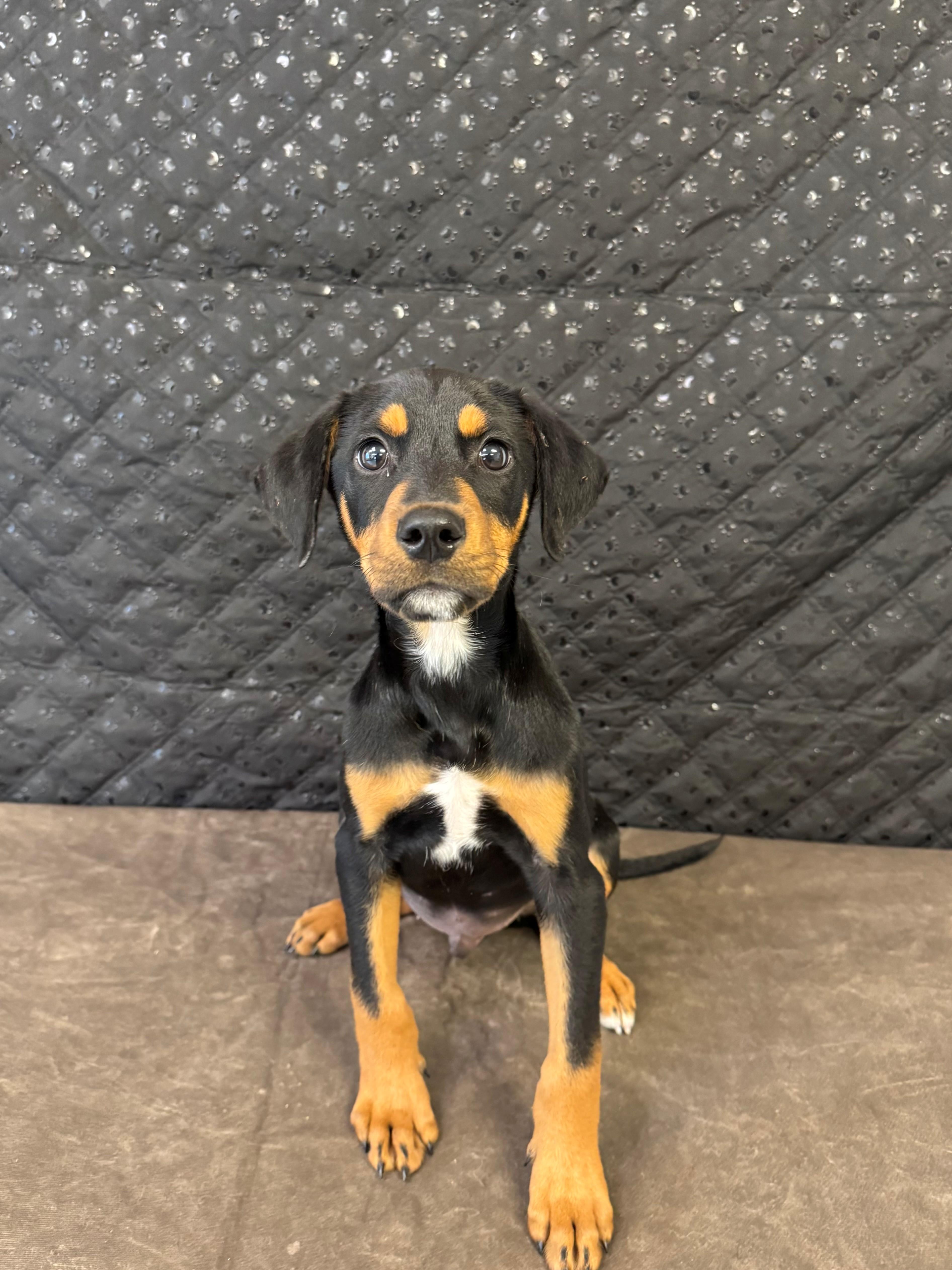 Enlarge Peanut, an adopted mixed breed in Ripon, CA image 2/3