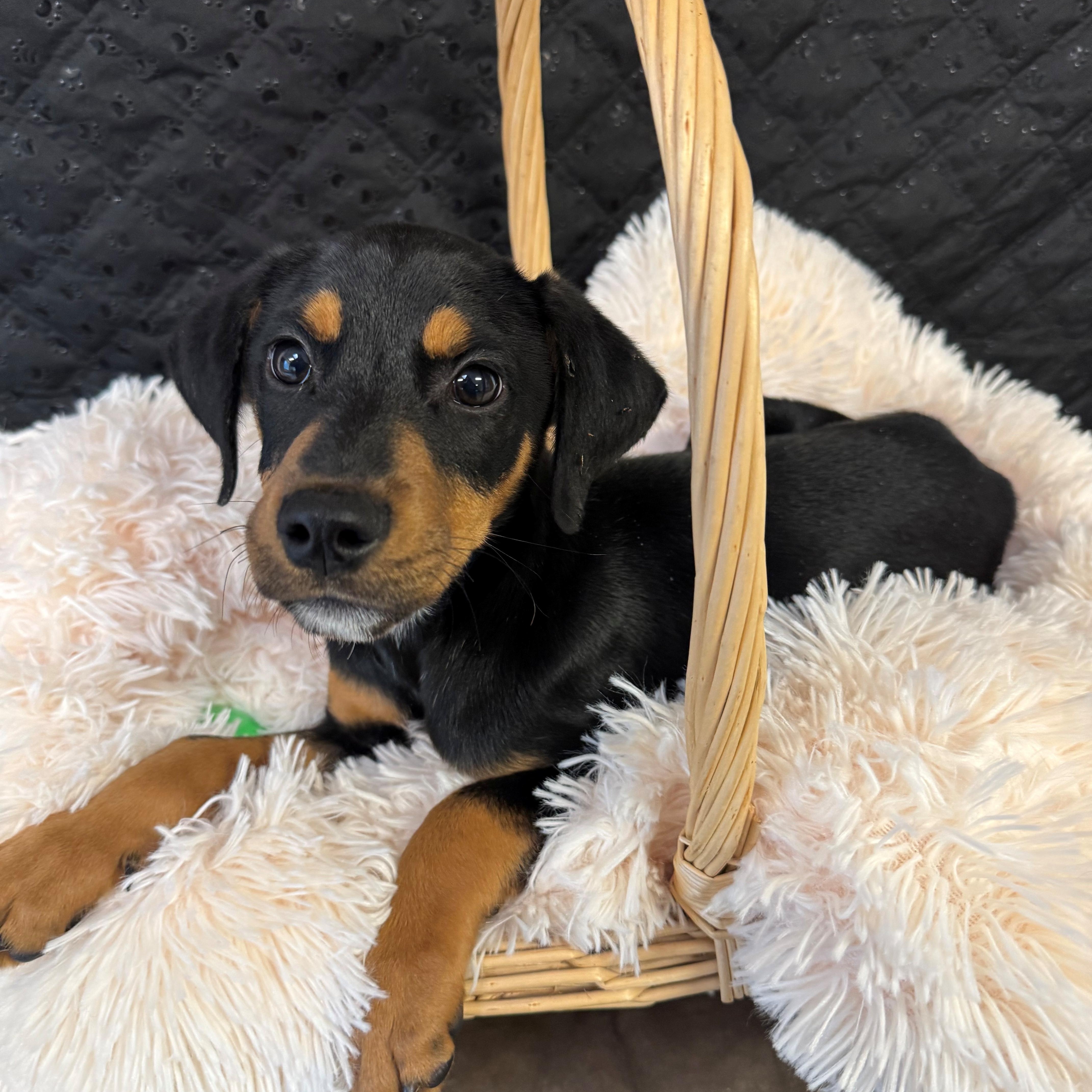 Enlarge Peanut, an adopted mixed breed in Ripon, CA image 3/3