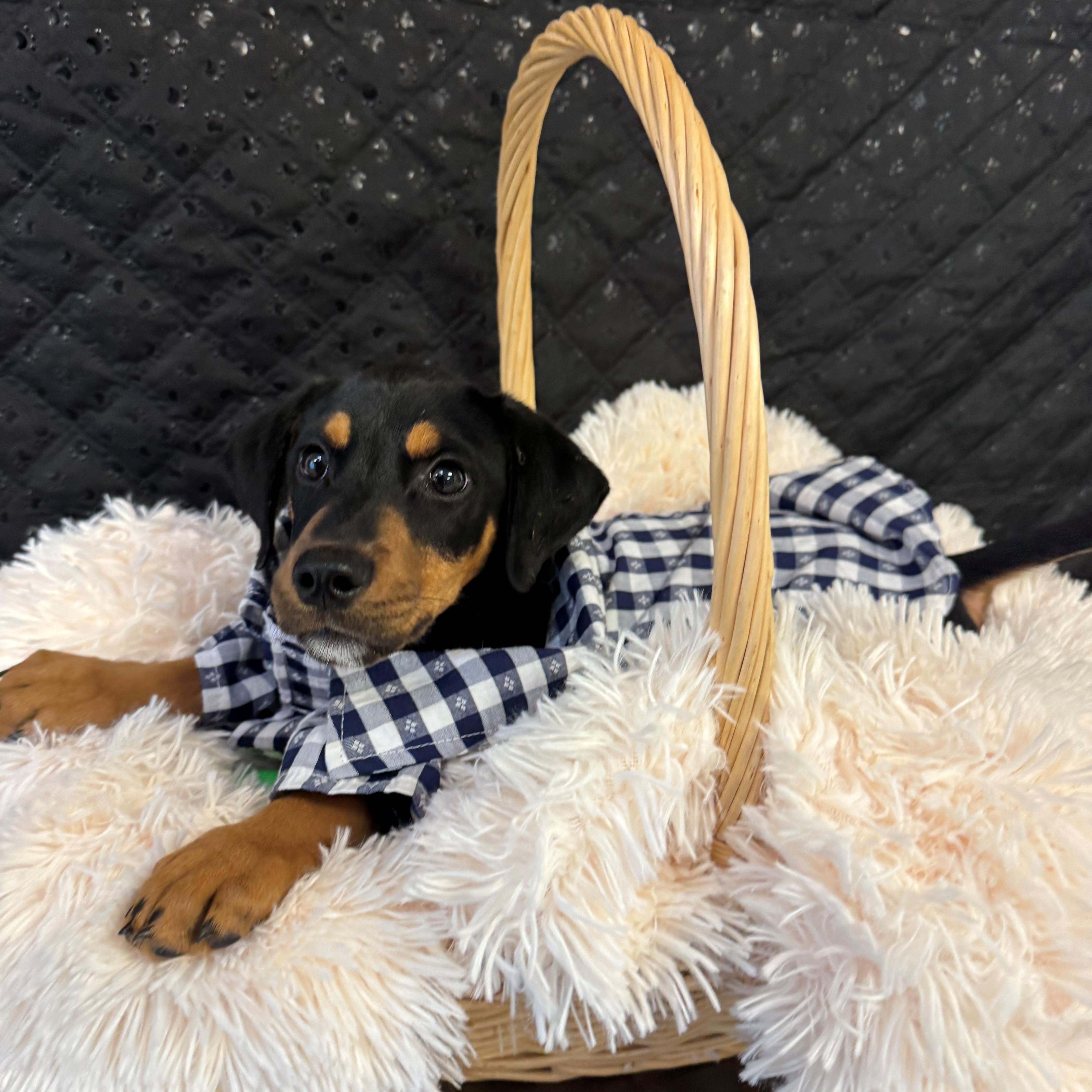 Peanut, ADOPTABLE, Puppy Male Doberman Pinscher.