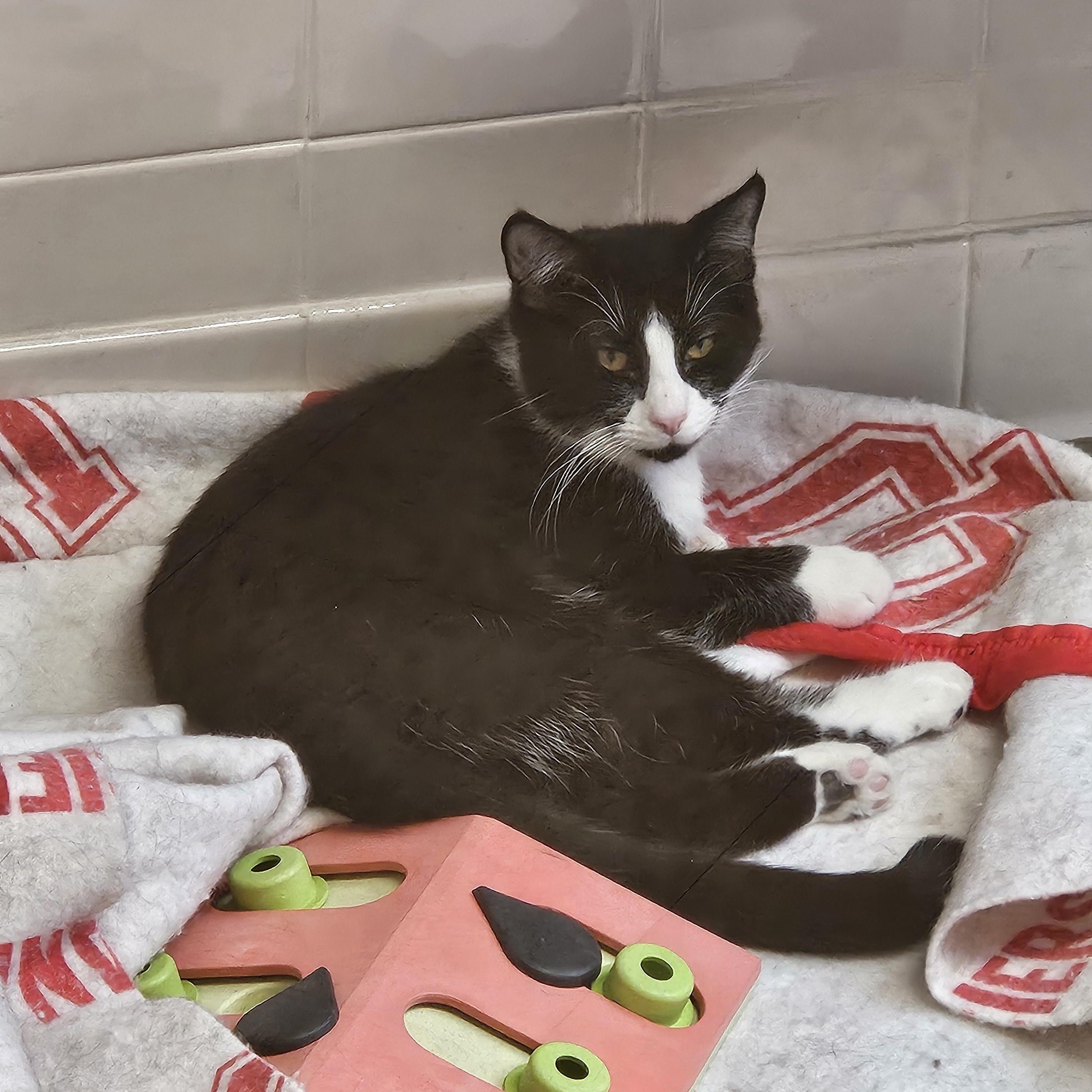 Enlarge Oreo, a Adoptable Domestic Short Hair in Bluffton, IN image 1/1