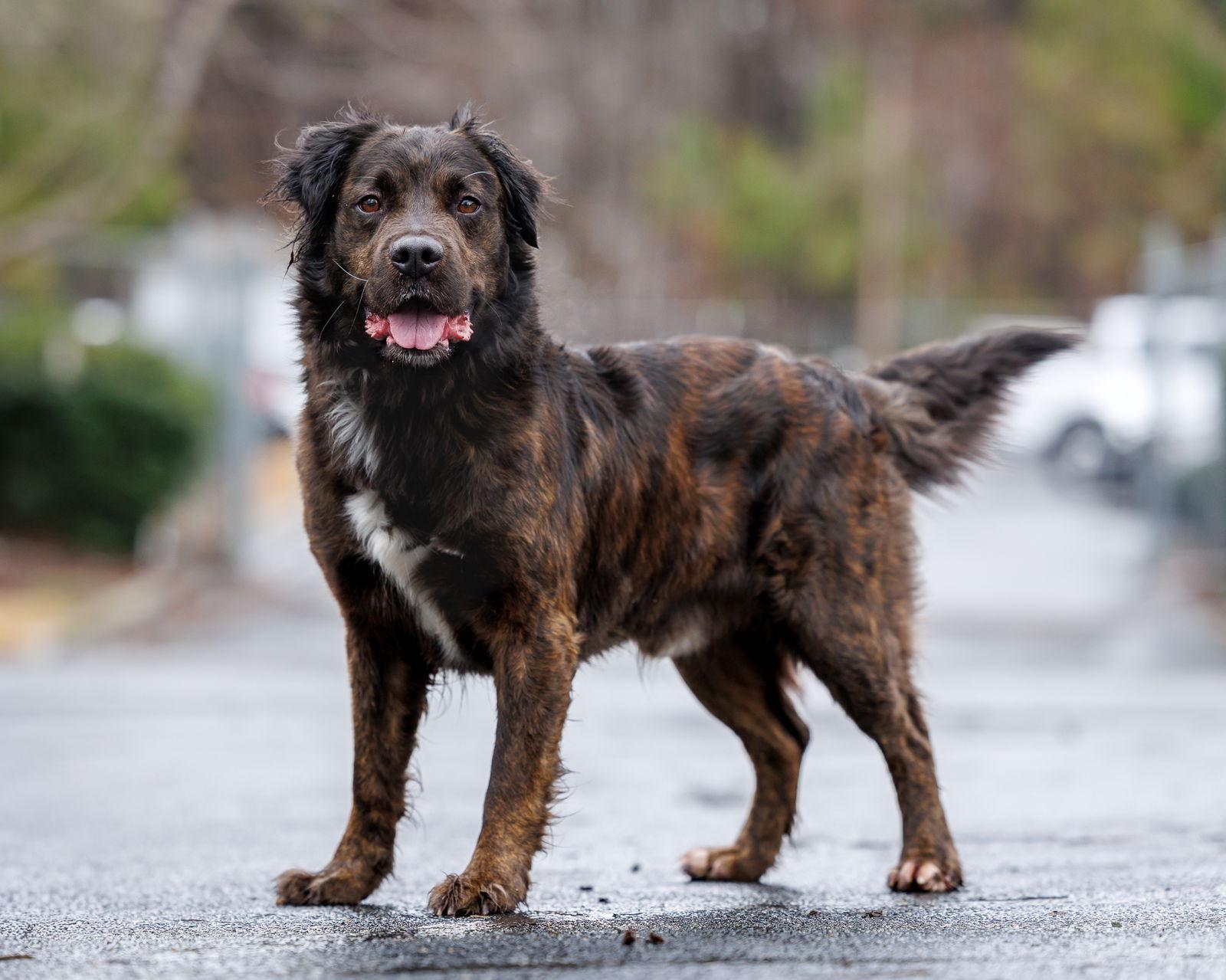 Enlarge Pepe, a Adopted Mixed Breed in Durham, NC image 1/1