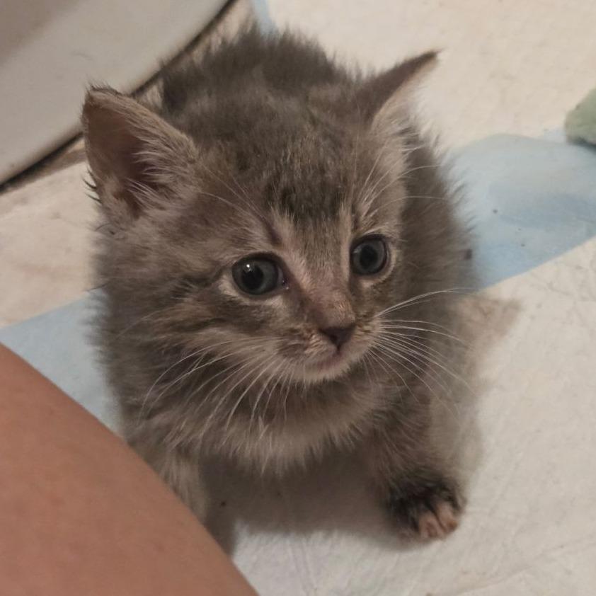 Enlarge Autumn, a ADOPTABLE Domestic Short Hair in Luling, TX image 1/1