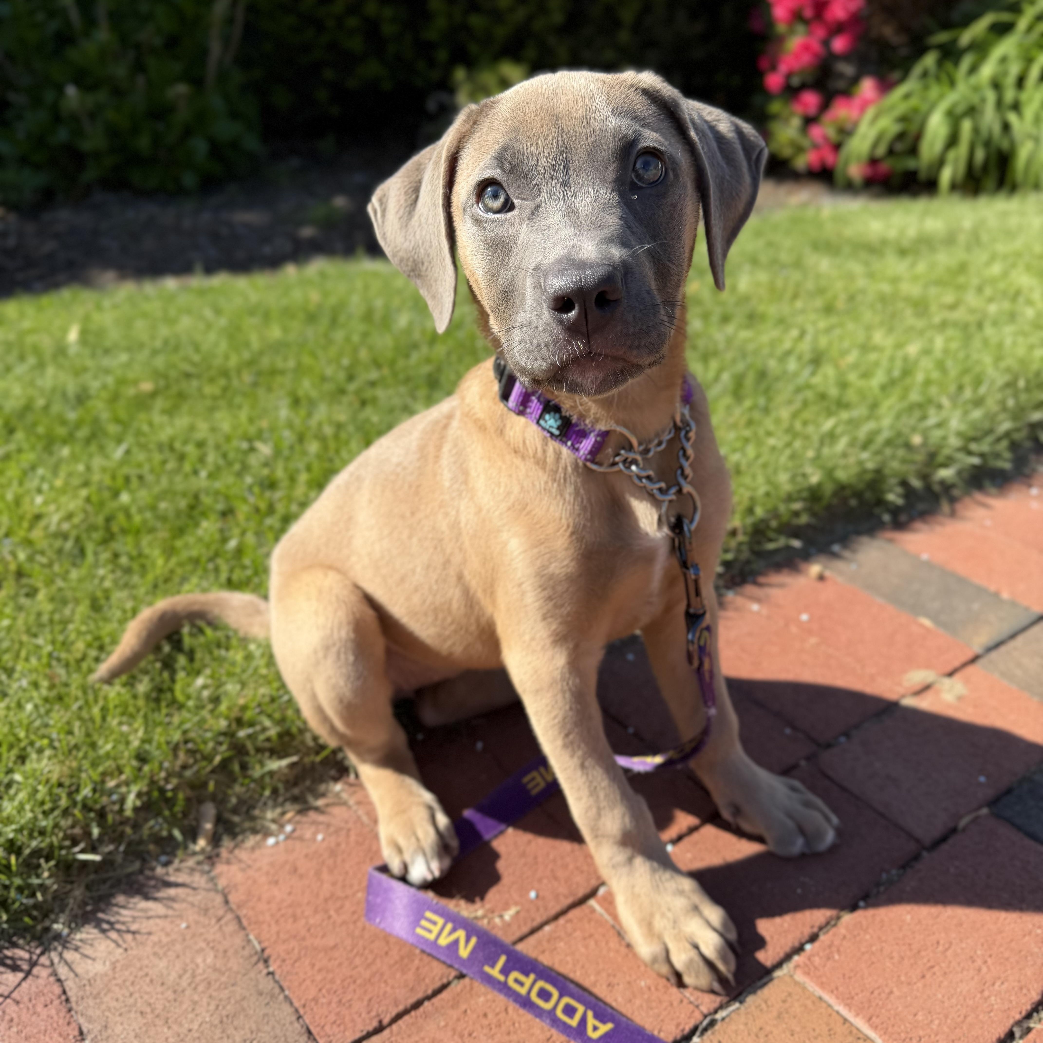 Cheerio, a ADOPTABLE Mixed Breed in Yaphank, NY image 4/6