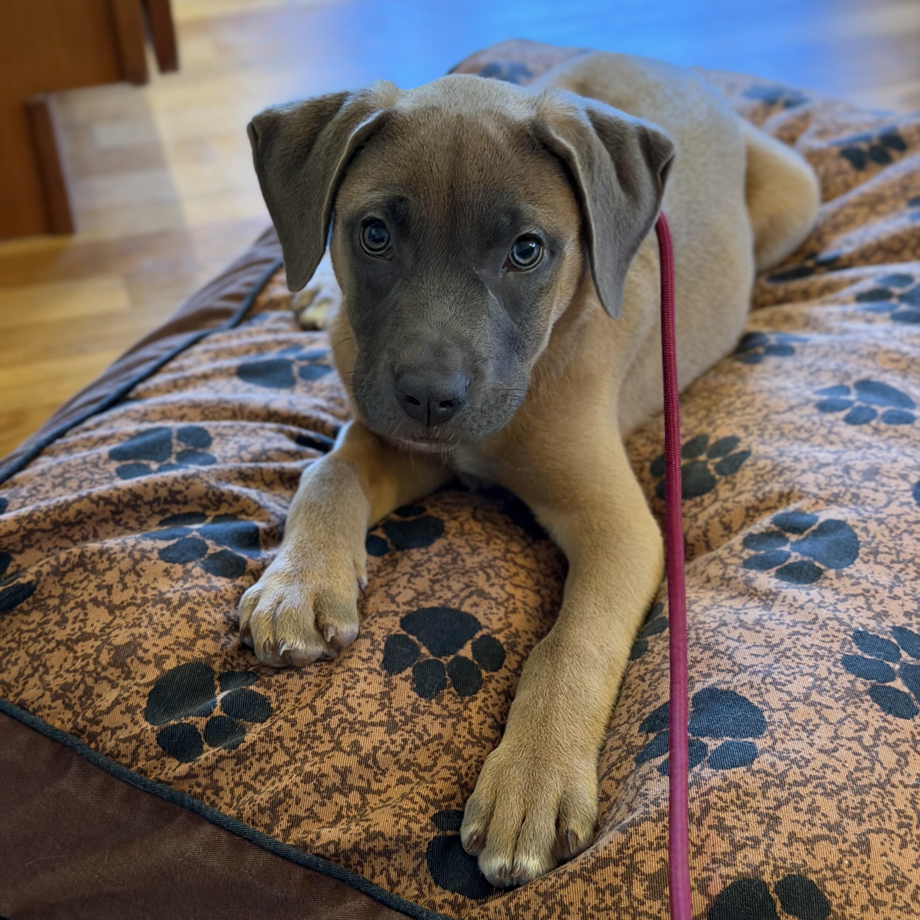 Cheerio, a ADOPTABLE Mixed Breed in Yaphank, NY image 2/6