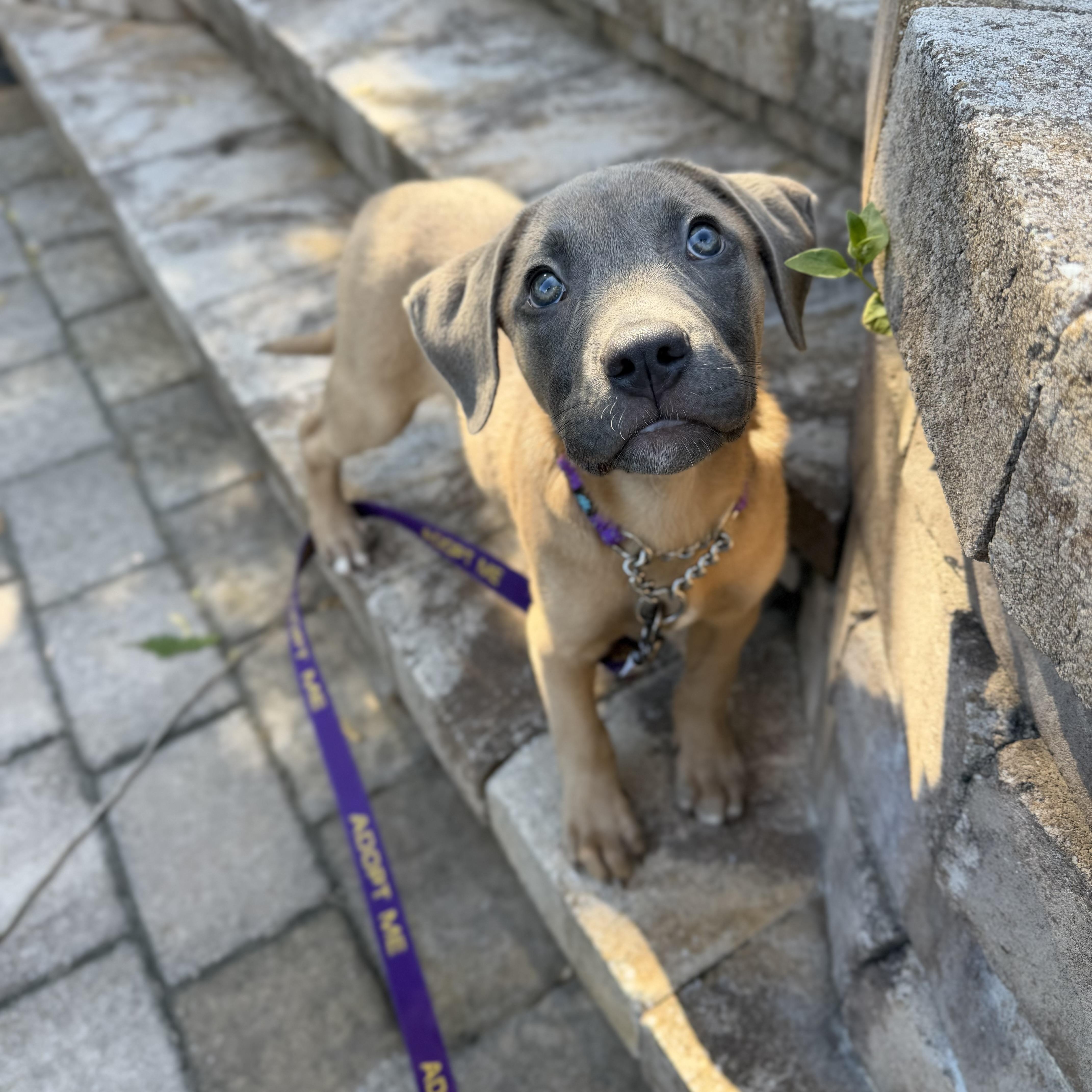 Cheerio, a ADOPTABLE Mixed Breed in Yaphank, NY image 6/6