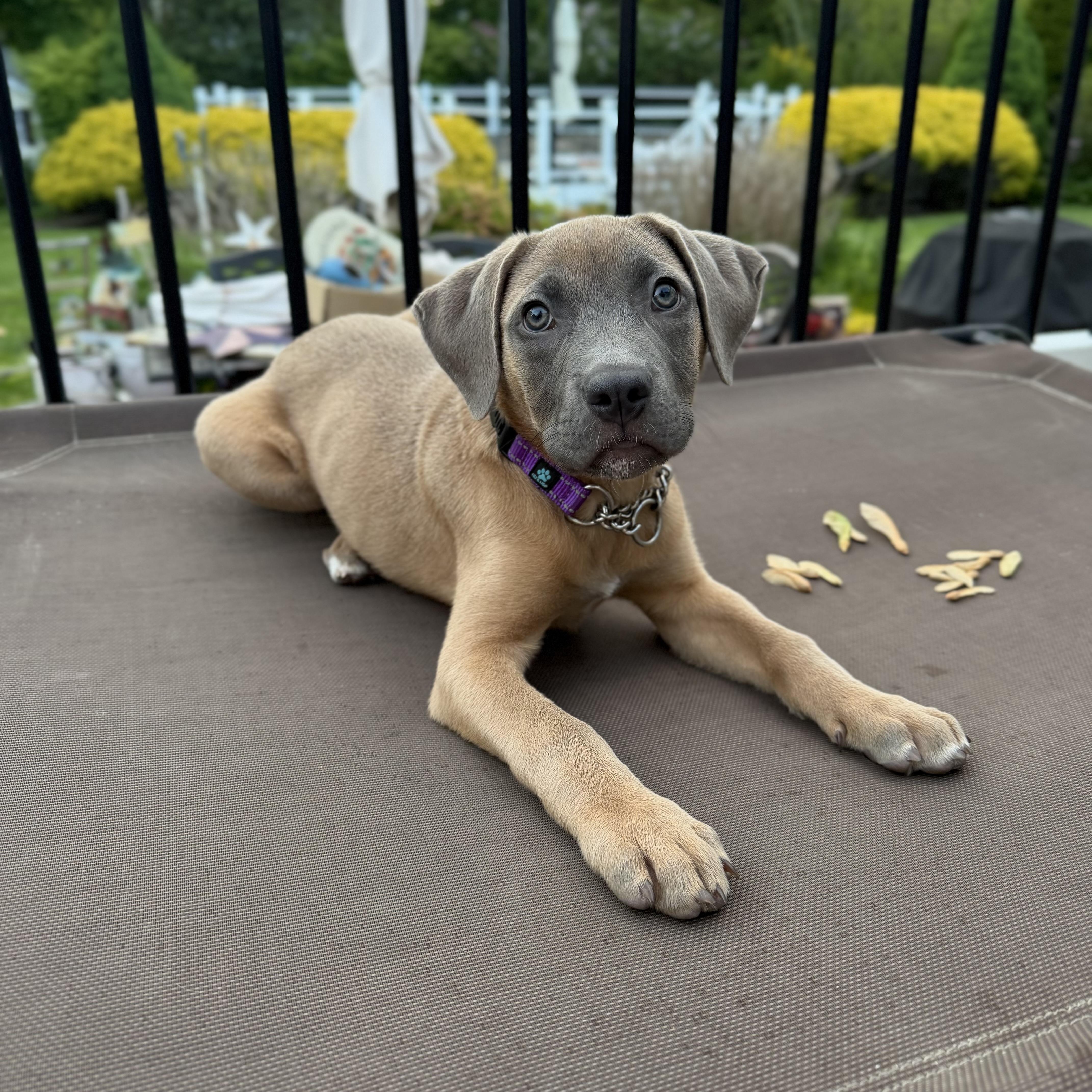Cheerio, a ADOPTABLE Mixed Breed in Yaphank, NY image 3/6