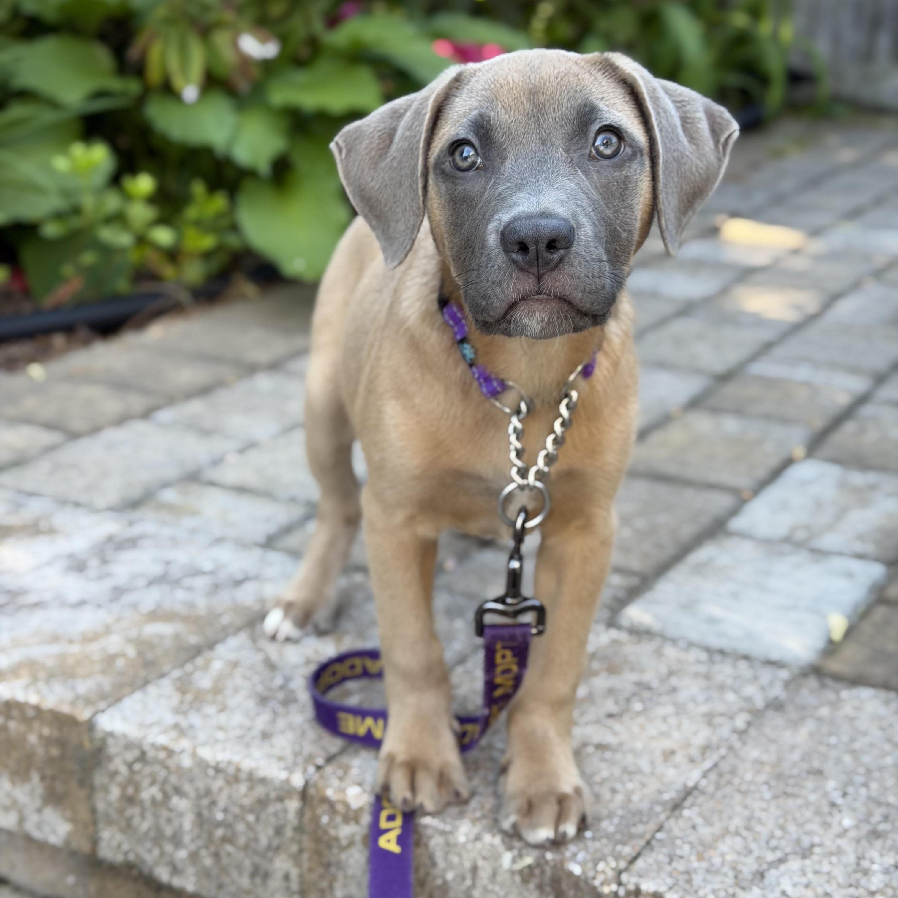 Cheerio, a ADOPTABLE Mixed Breed in Yaphank, NY image 1/6