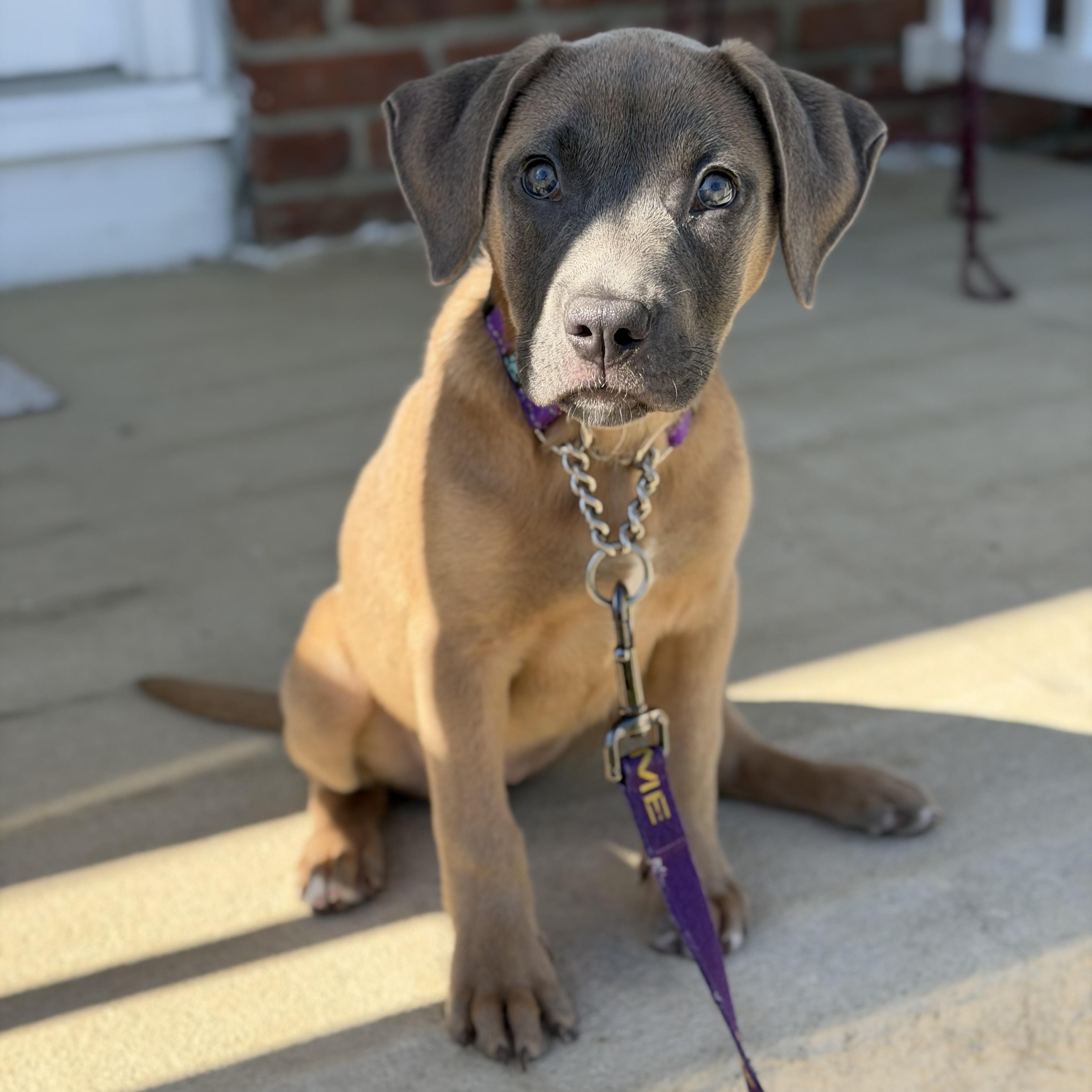 Cheerio, a ADOPTABLE Mixed Breed in Yaphank, NY image 5/6