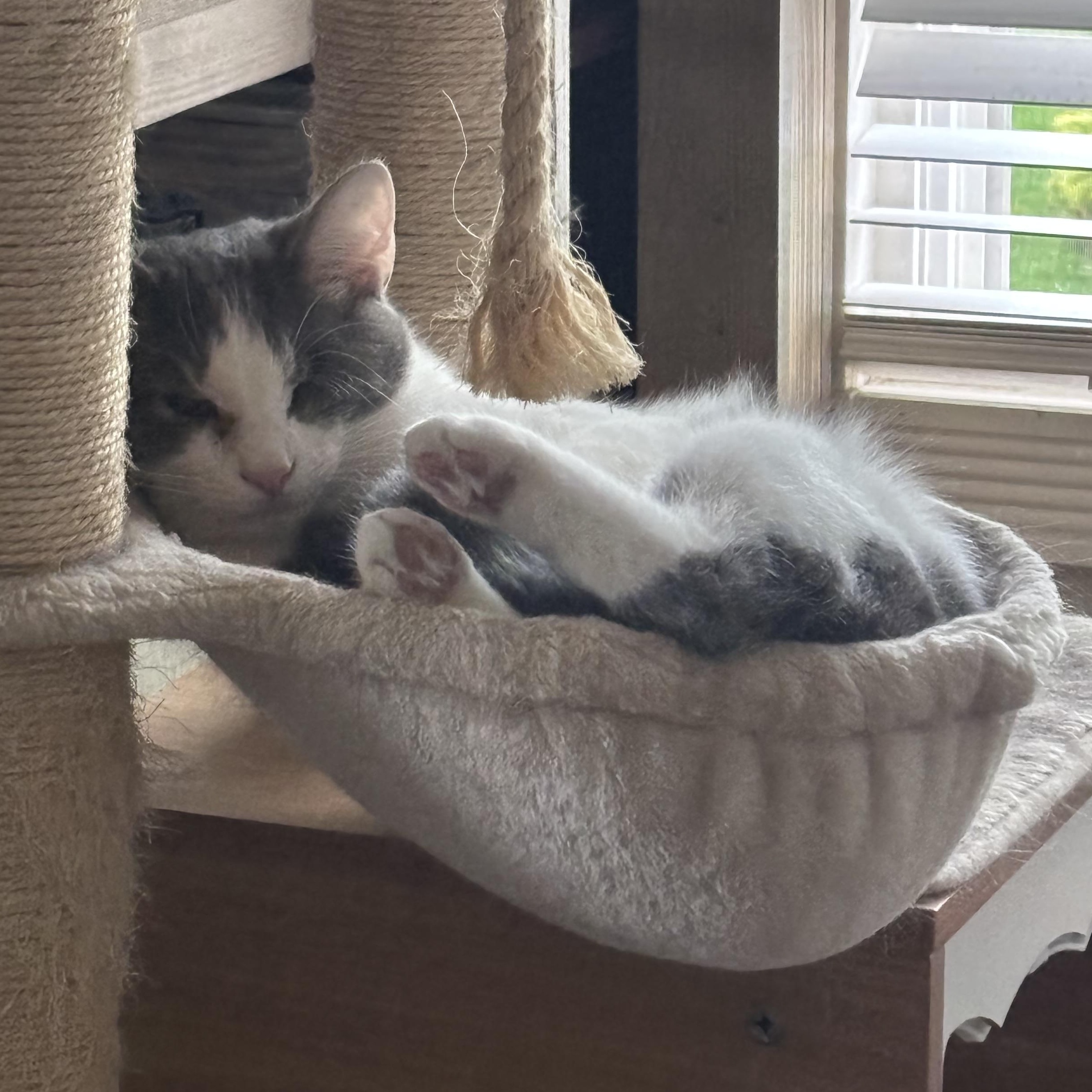 Grayson, Adoptable, Kitten Male American Shorthair.