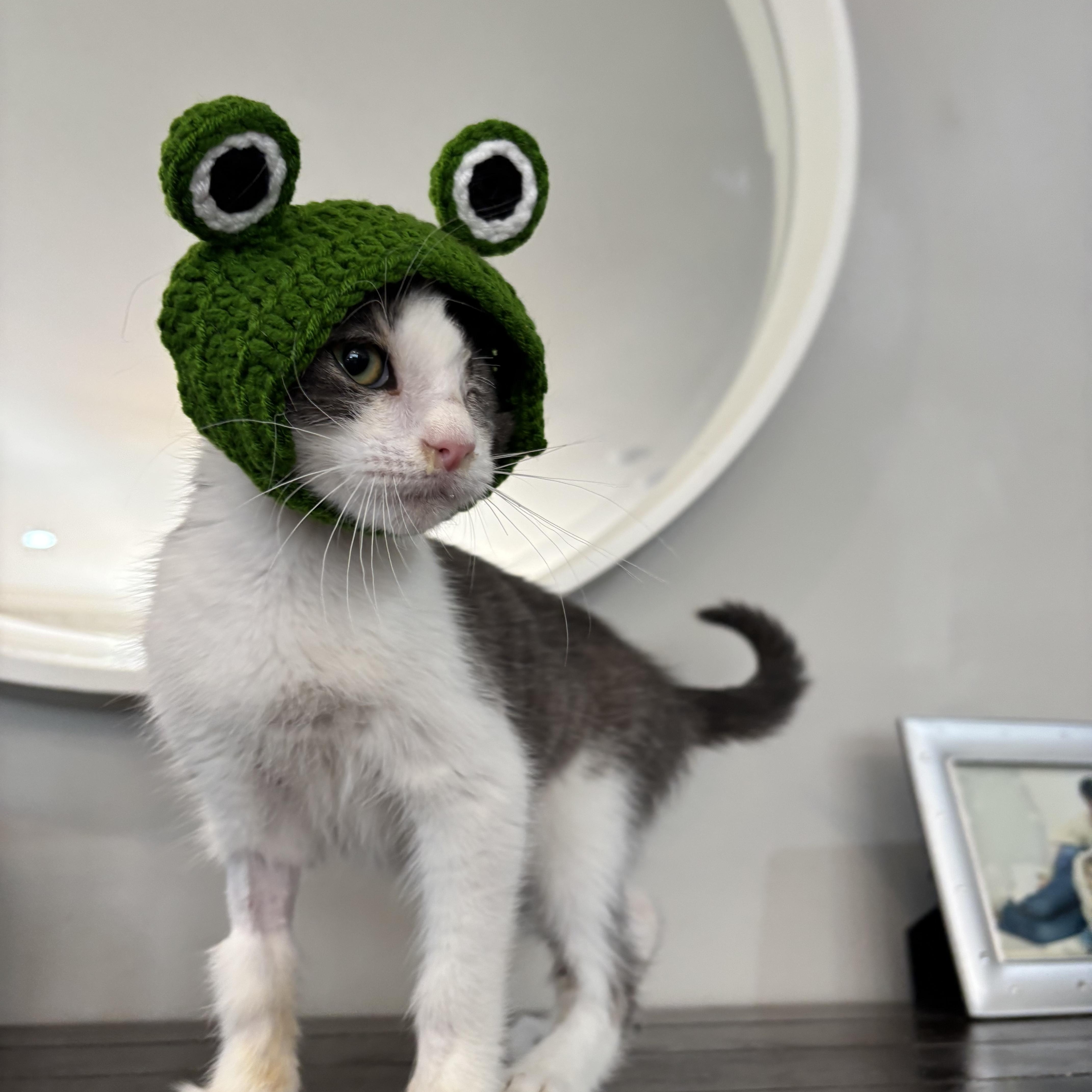 Enlarge Baby Grayson, a Adoptable mixed breed in Columbus, OH image 2/5