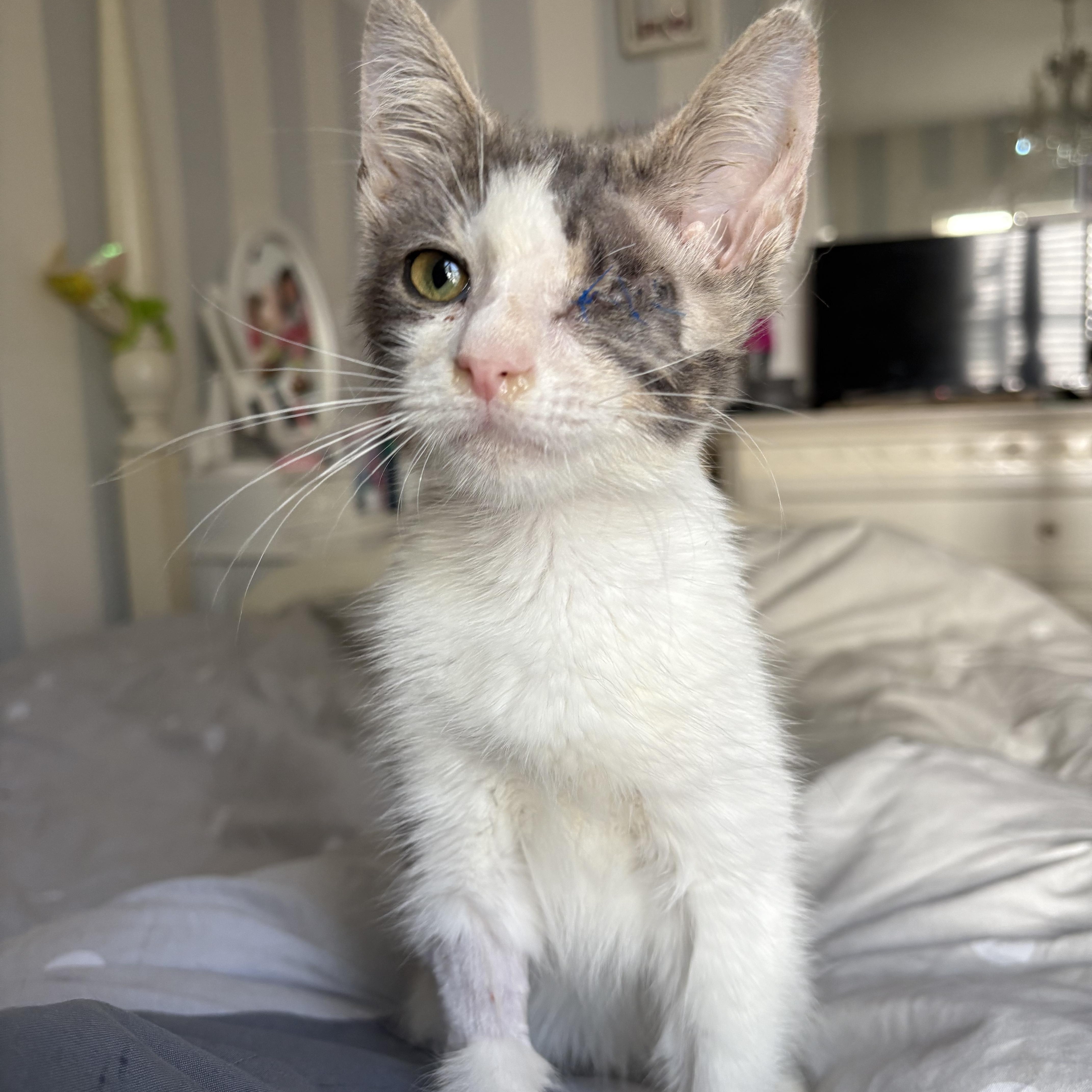 Enlarge Baby Grayson, a Adoptable mixed breed in Columbus, OH image 3/5