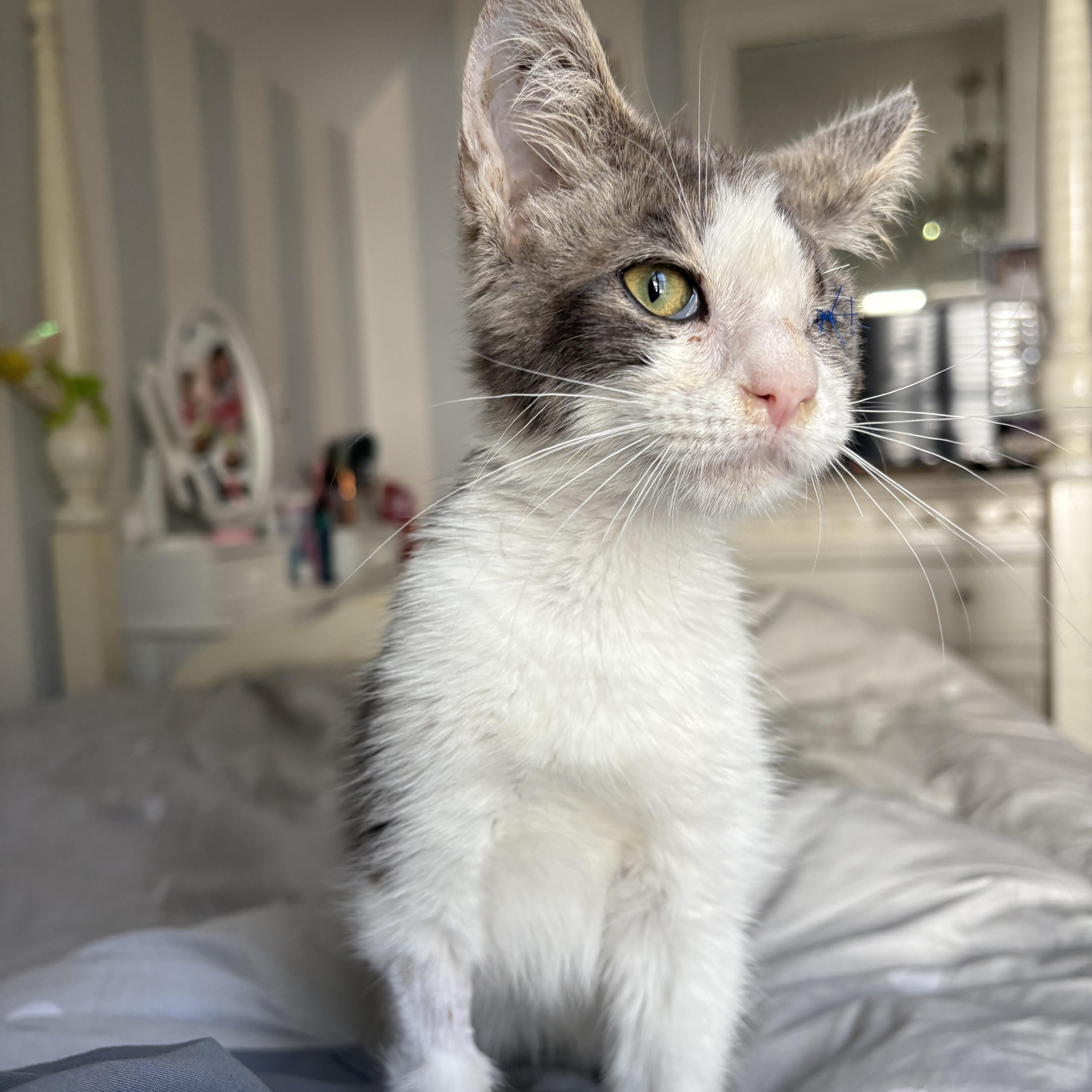 Enlarge Baby Grayson, a Adoptable mixed breed in Columbus, OH image 4/5