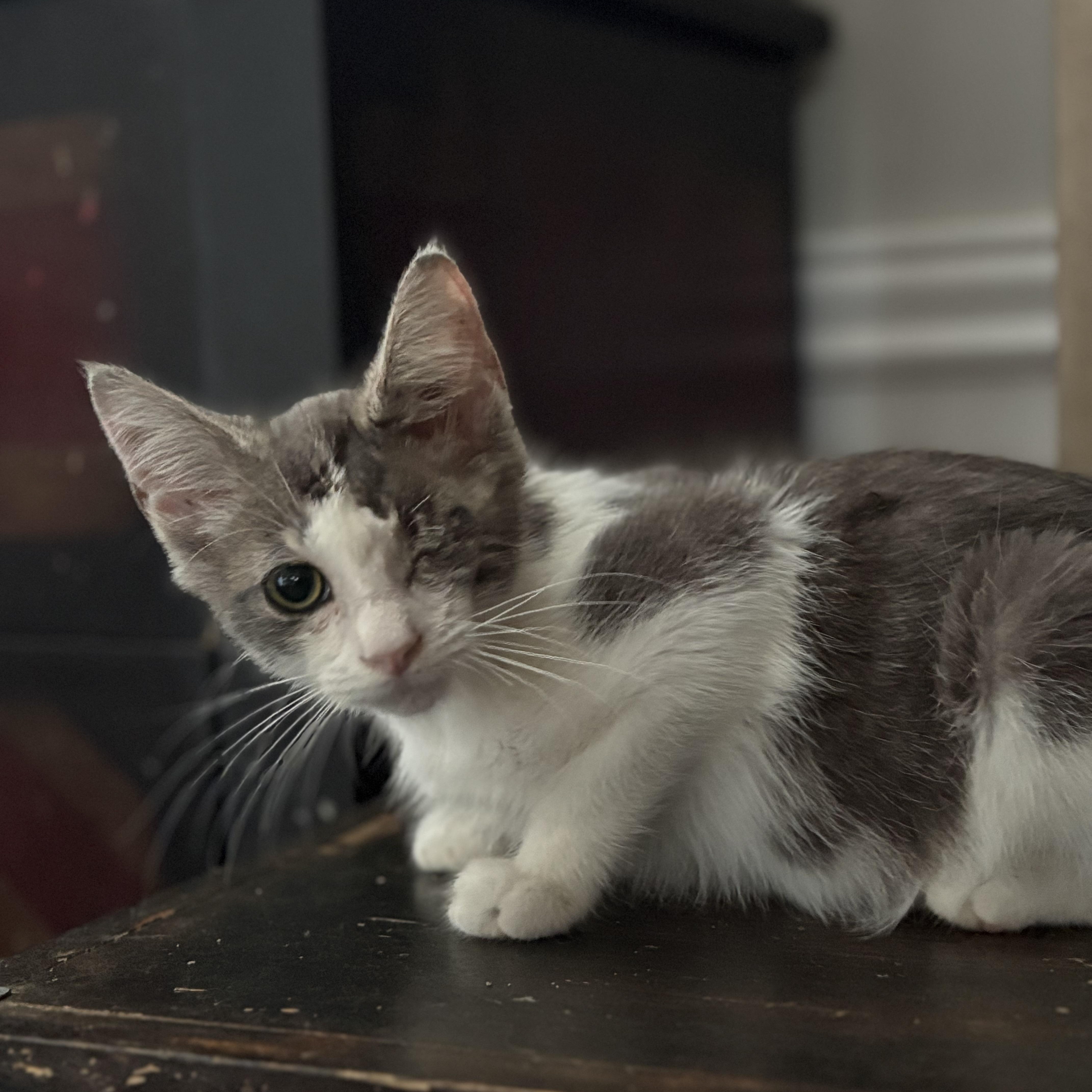 Enlarge Baby Grayson, a Adoptable mixed breed in Columbus, OH image 1/5