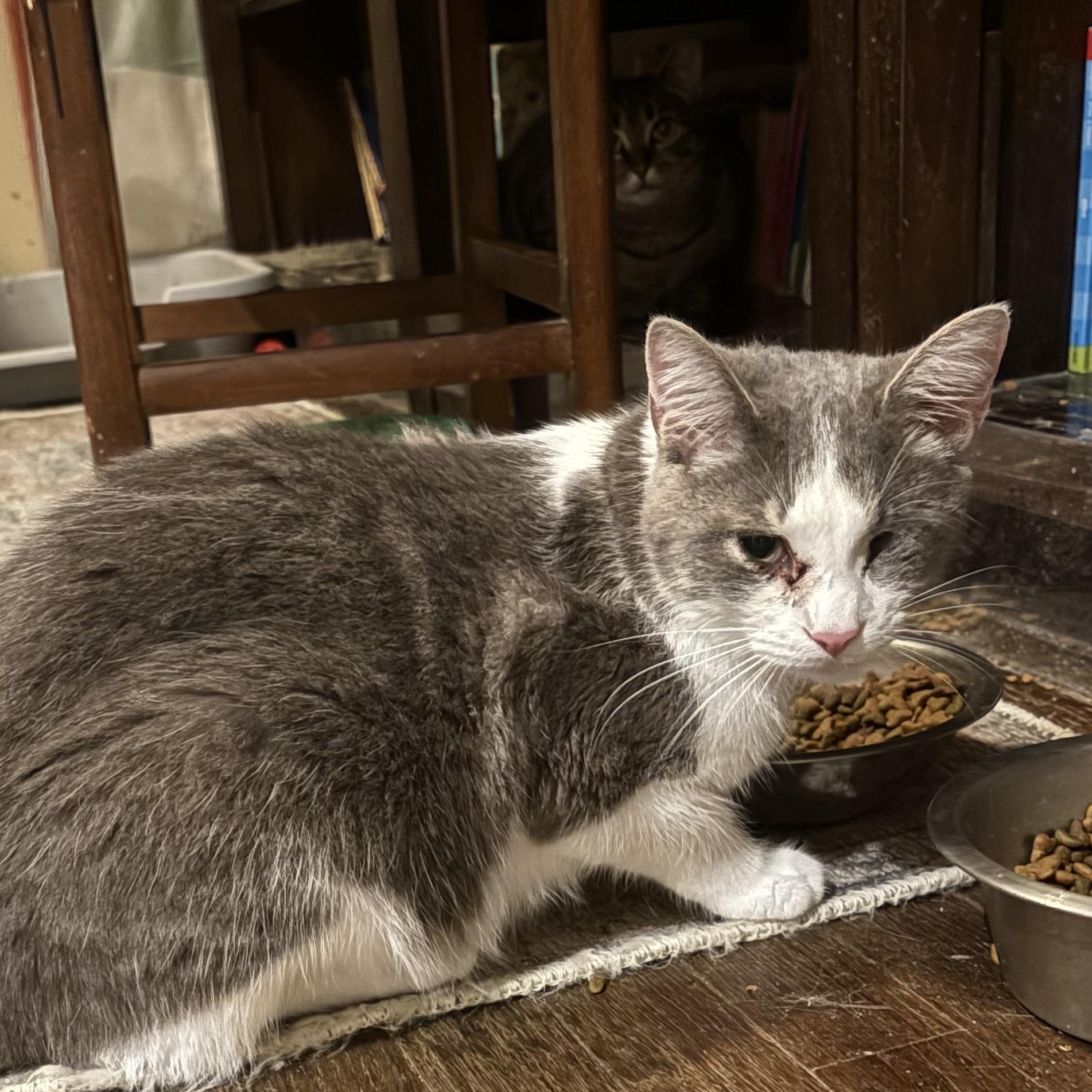 Enlarge Grayson, a Adoptable mixed breed in Columbus, OH image 5/5