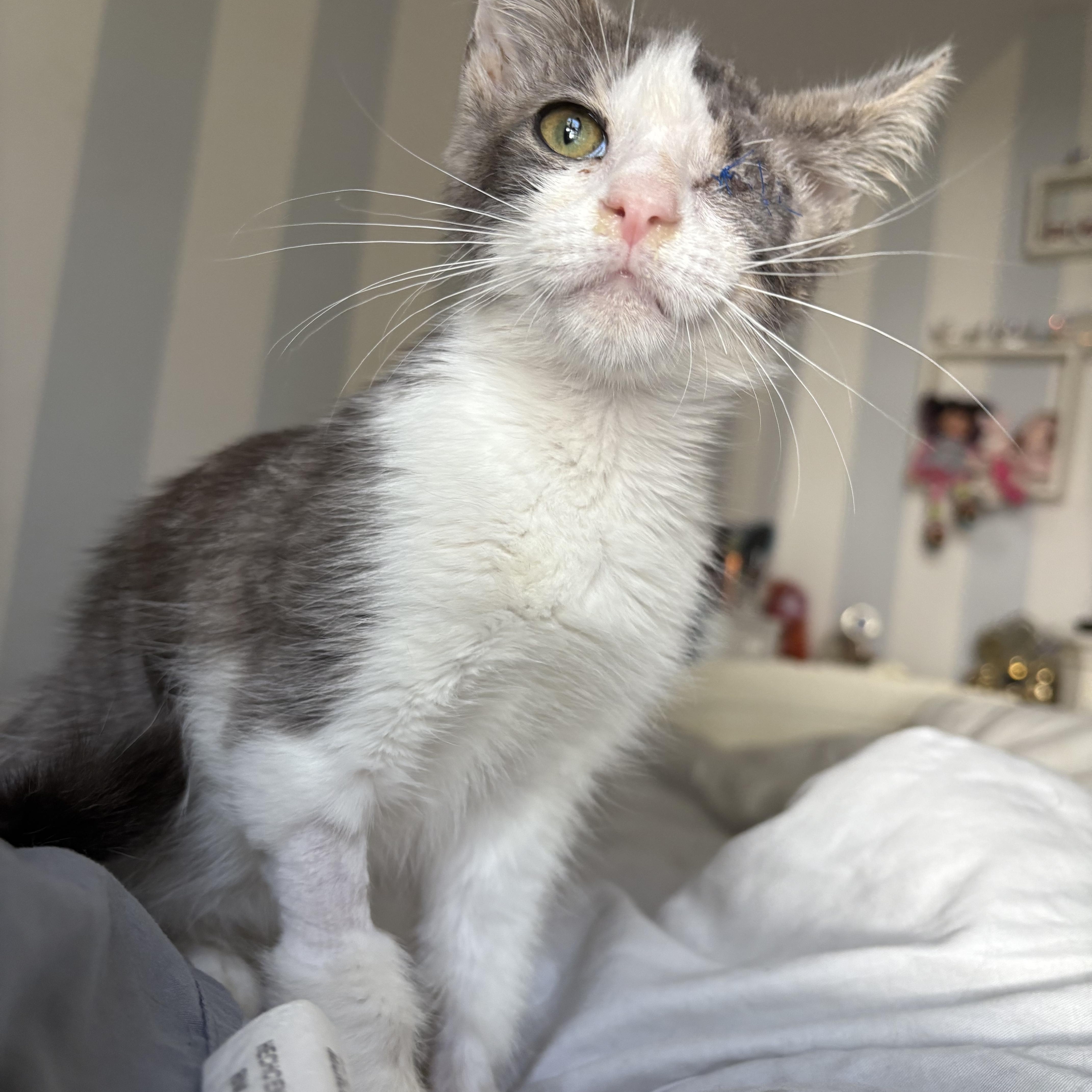 Enlarge Baby Grayson, a Adoptable mixed breed in Columbus, OH image 5/5