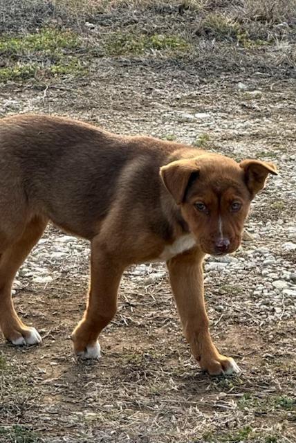 Enlarge Ellie, a ADOPTABLE mixed breed in Dale, TX image 2/3