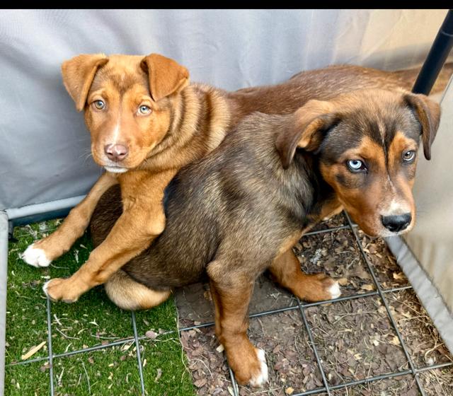 Ellie, ADOPTABLE, Puppy Female Labrador Retriever.