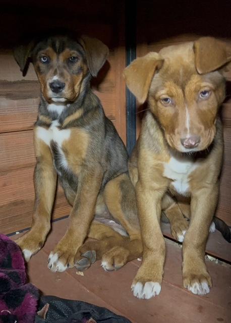 Enlarge Ellie, a ADOPTABLE mixed breed in Dale, TX image 3/3