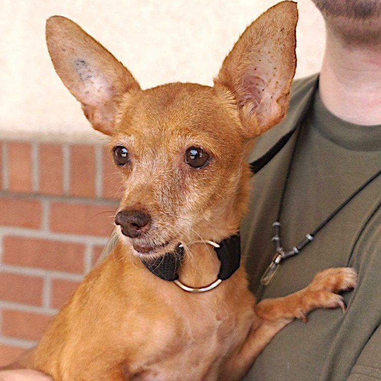 Enlarge Clara, a ADOPTABLE Chihuahua in Carrollton, TX image 1/3