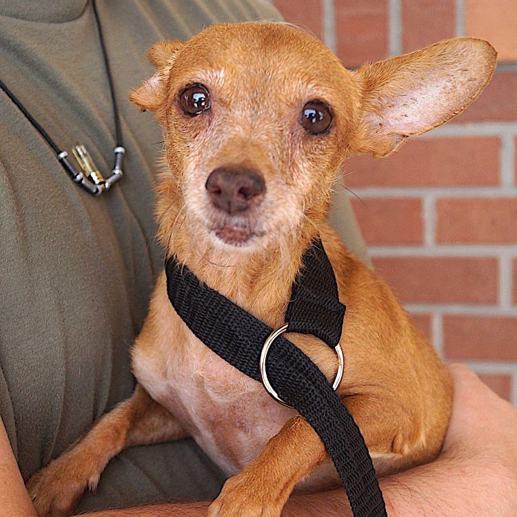 Enlarge Clara, a ADOPTABLE Chihuahua in Carrollton, TX image 2/3