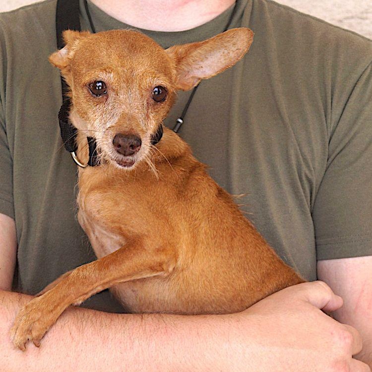 Enlarge Clara, a ADOPTABLE Chihuahua in Carrollton, TX image 3/3