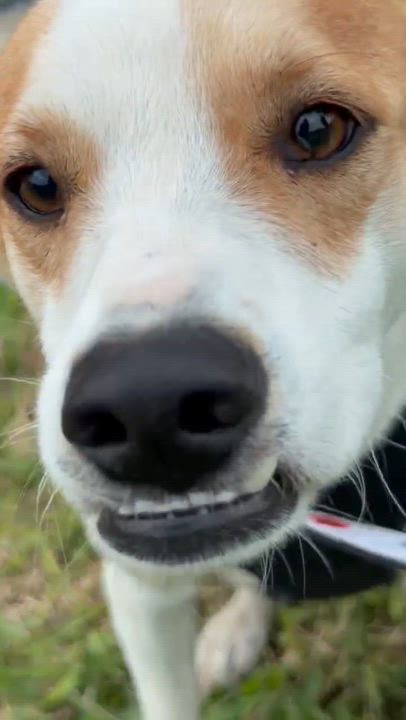 Enlarge Brownie, a Adoptable mixed breed in Arlington , WA video 2/6