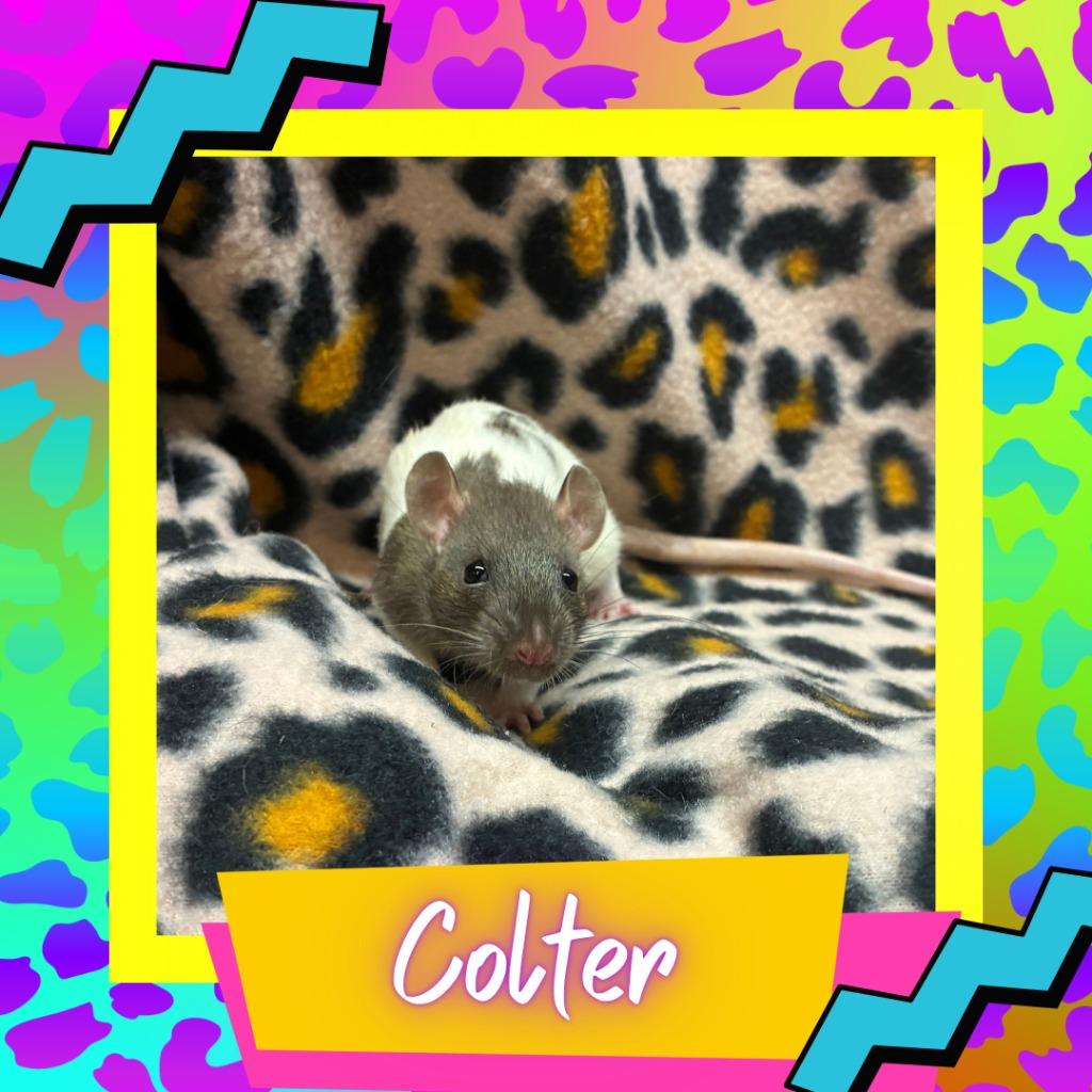 Colter, Adoptable, Baby Male Rat.