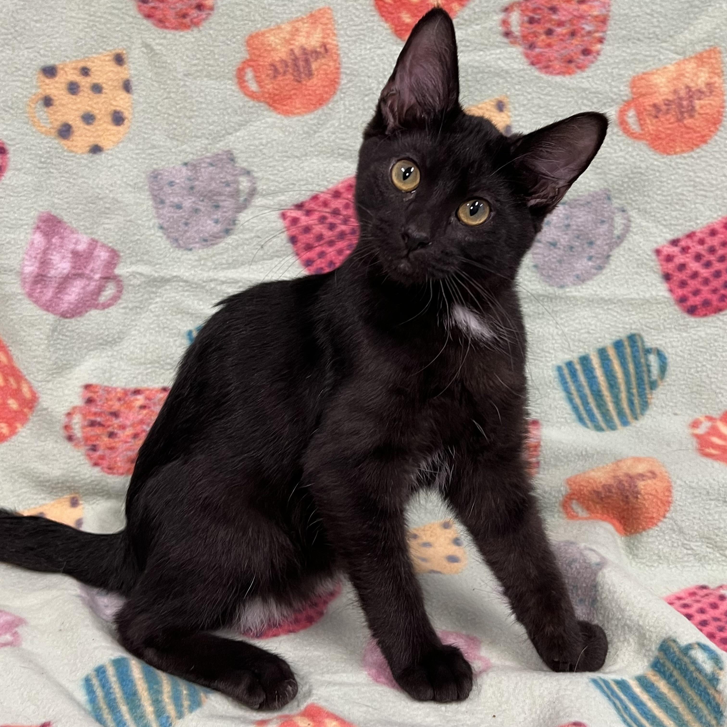Spearow - Sponsored by Figueroa’s Construction, Young Male Domestic Short Hair
