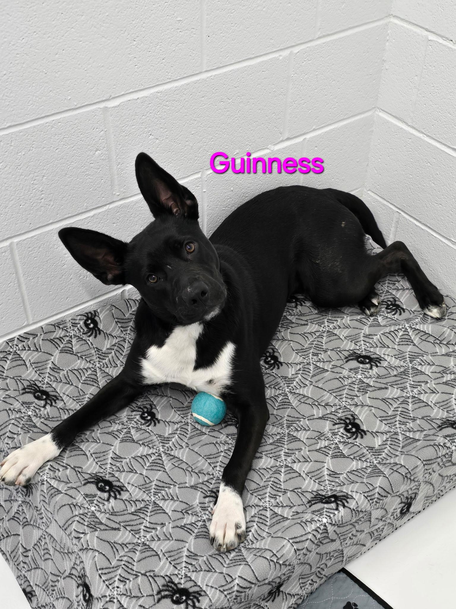Guinness, ADOPTABLE, Adult Female Mixed Breed.