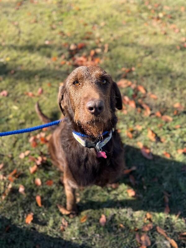 Bean, Adoptable, Adult Female Poodle & Mixed Breed.