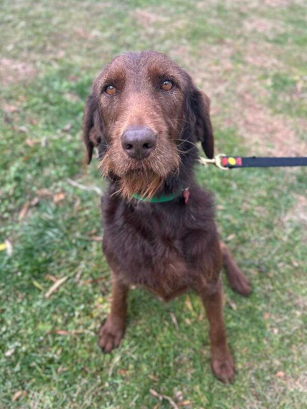 Enlarge Bean, a Adoptable mixed breed in Aiken, SC image 2/6