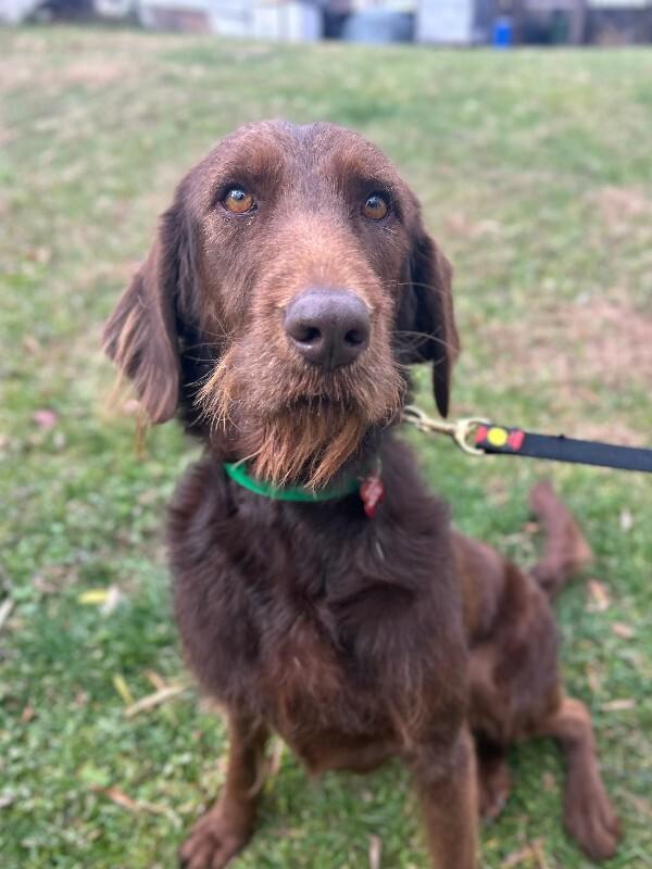 Enlarge Bean, a Adoptable mixed breed in Aiken, SC image 3/6