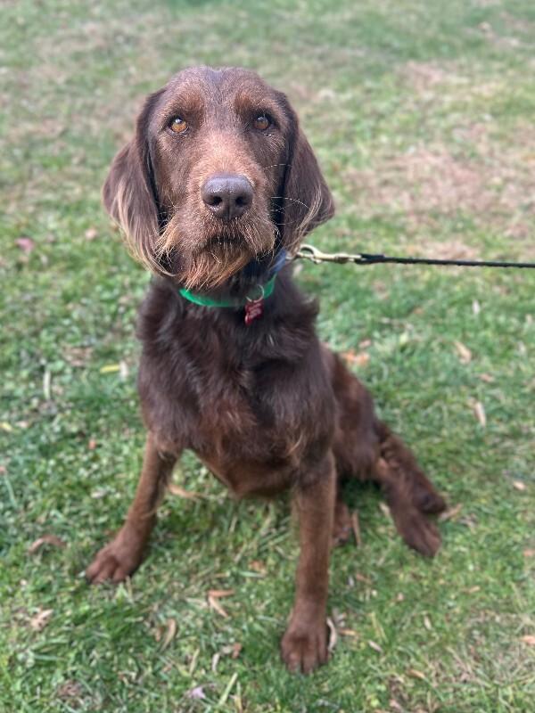 Enlarge Bean, a Adoptable mixed breed in Aiken, SC image 4/6