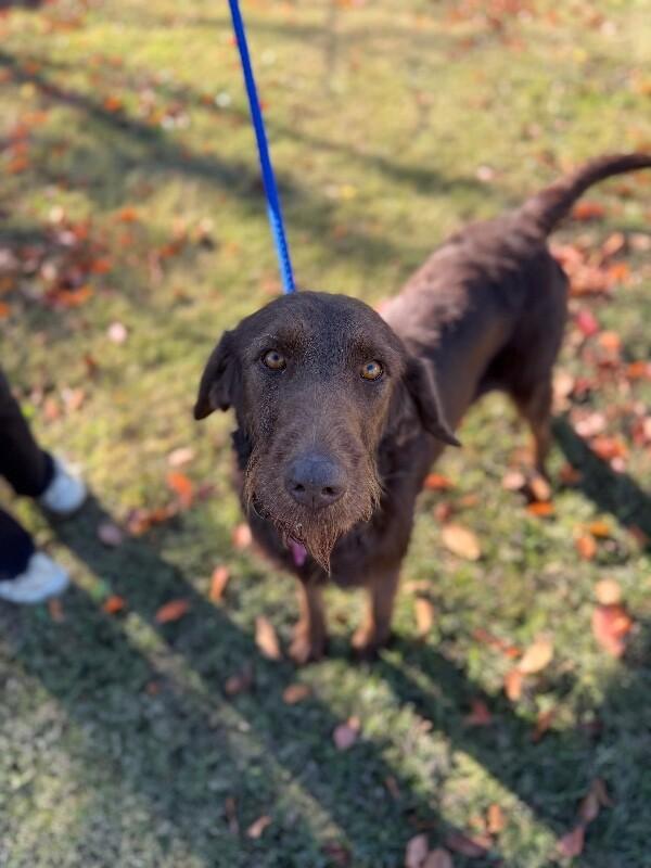 Enlarge Bean, a Adoptable mixed breed in Aiken, SC image 5/6