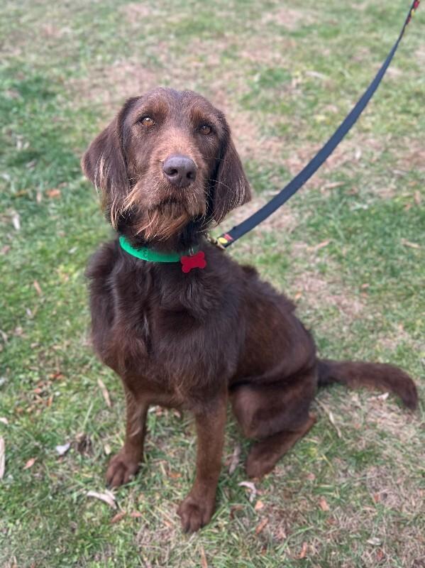 Enlarge Bean, a Adoptable mixed breed in Aiken, SC image 6/6