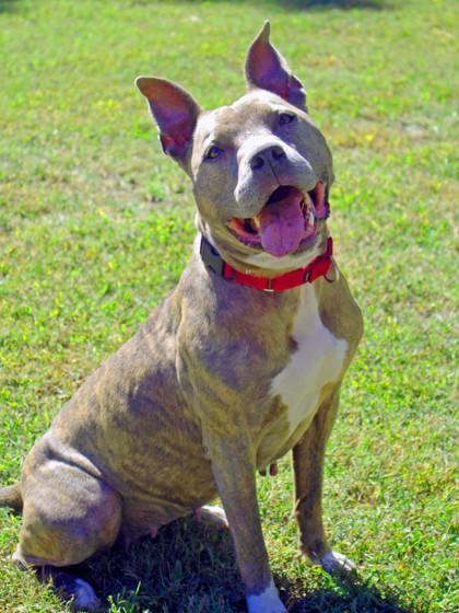 Enlarge Mistletoe, a Adoptable Mixed Breed in West Chester, PA image 1/3