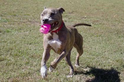 Enlarge Mistletoe, a Adoptable Mixed Breed in West Chester, PA image 2/3