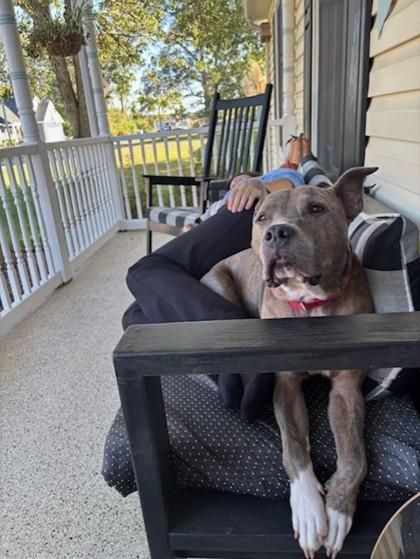 Enlarge Mistletoe, a Adoptable Mixed Breed in West Chester, PA image 3/3