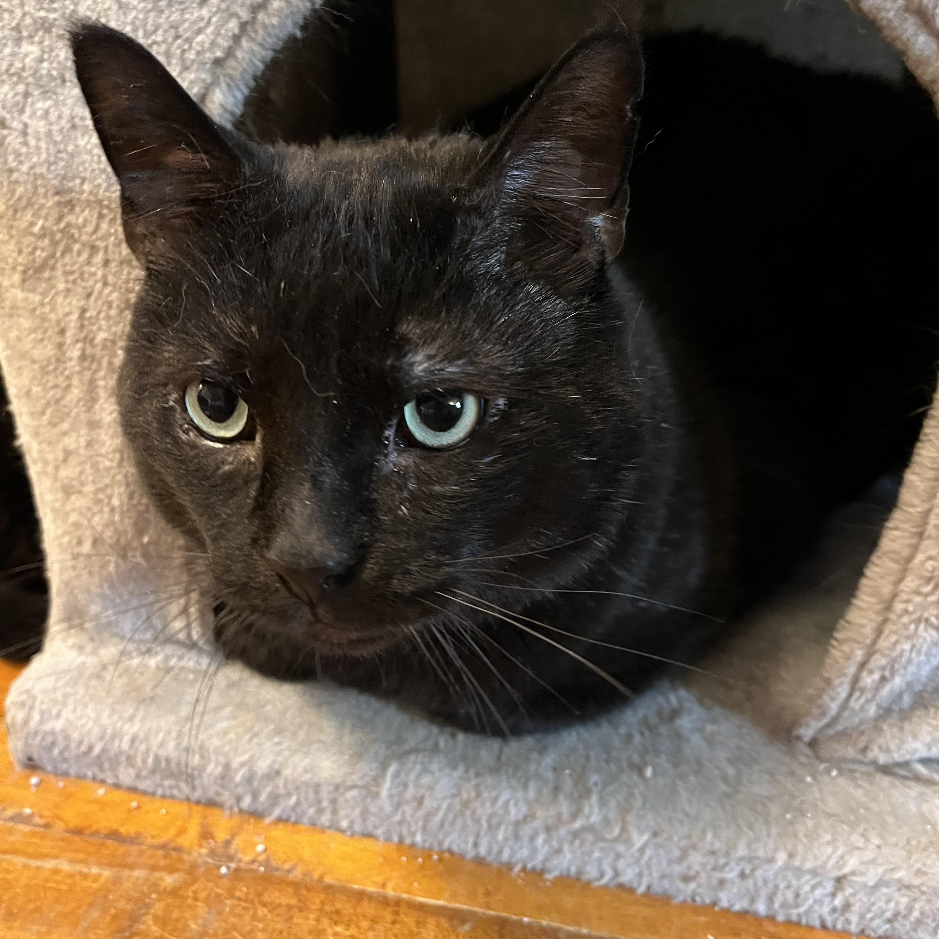 Ivan, Adoptable, Adult Male Domestic Short Hair.