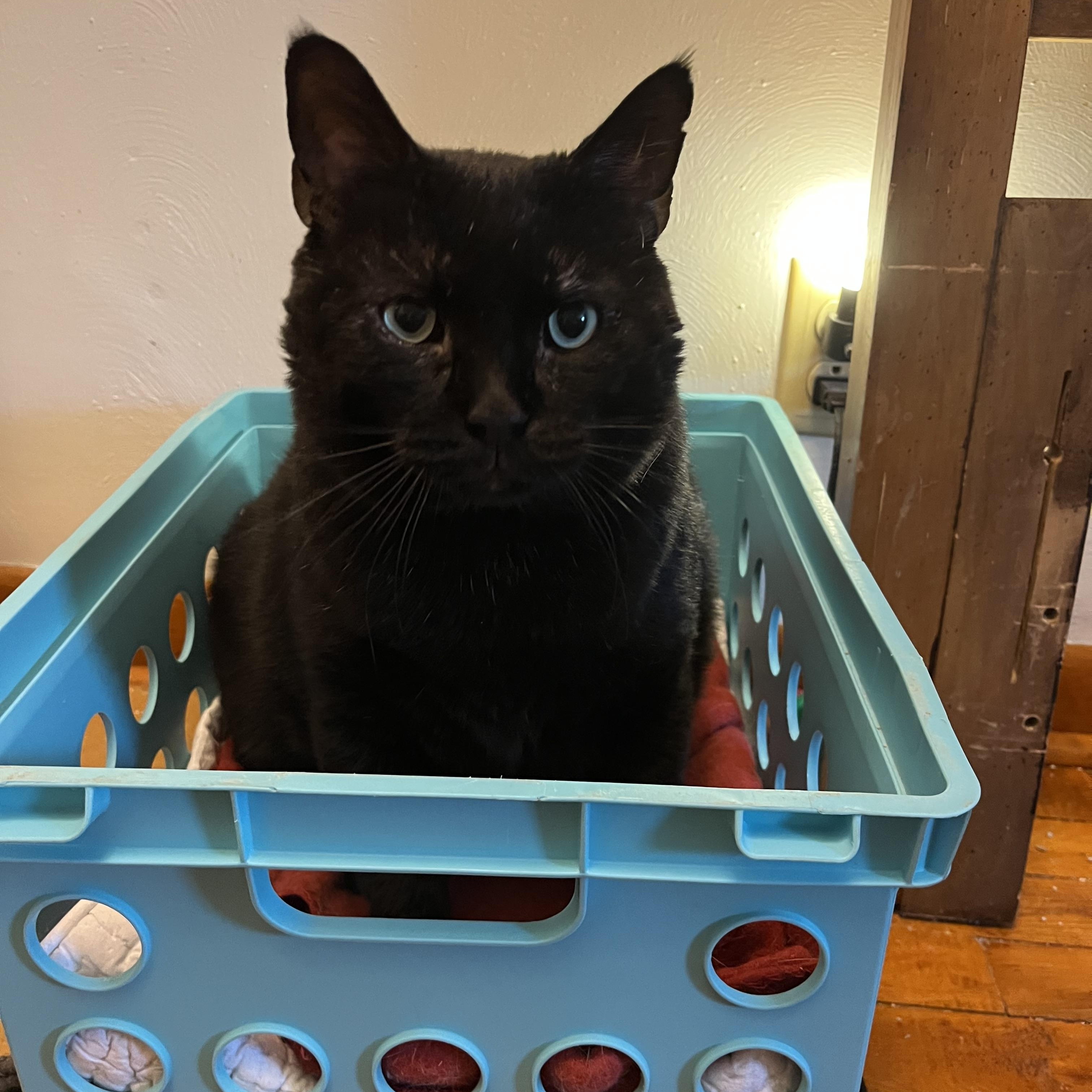 Enlarge Ivan, a Adoptable Domestic Short Hair in Springdale, PA image 2/3