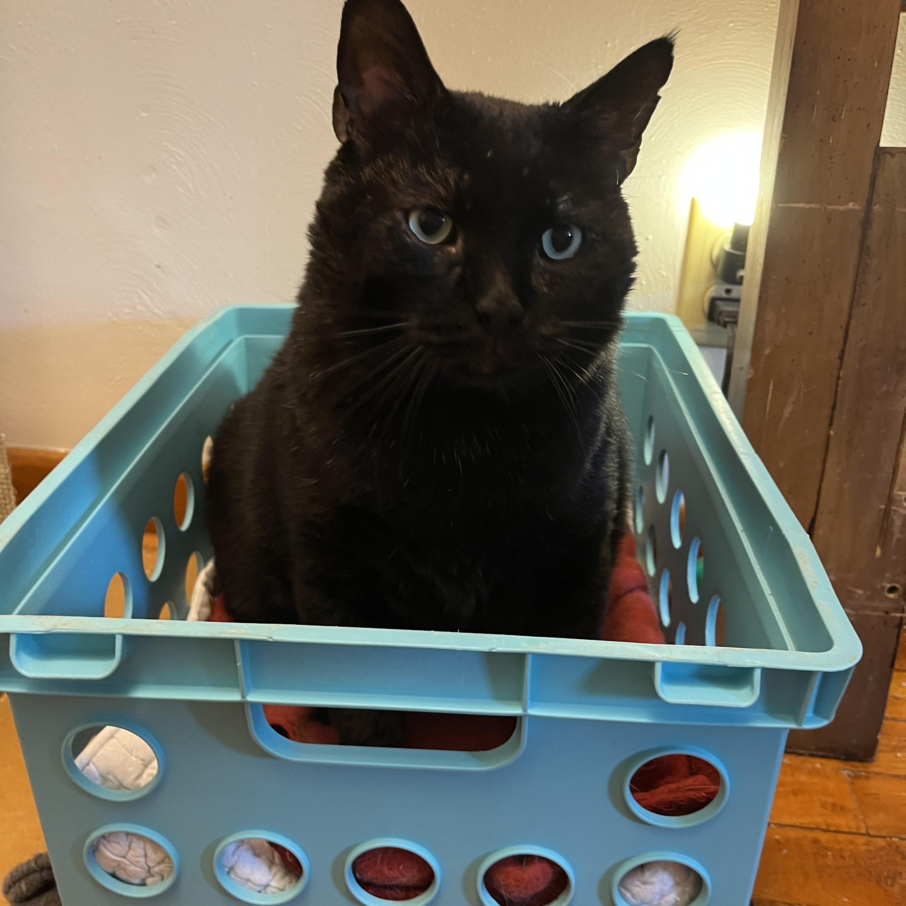 Enlarge Ivan, a Adoptable Domestic Short Hair in Springdale, PA image 3/3