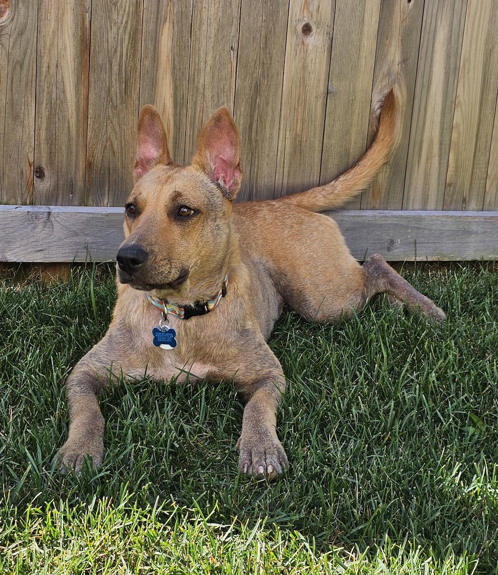 Enlarge Ginny, a Adoptable mixed breed in Plainfield, IL image 2/5